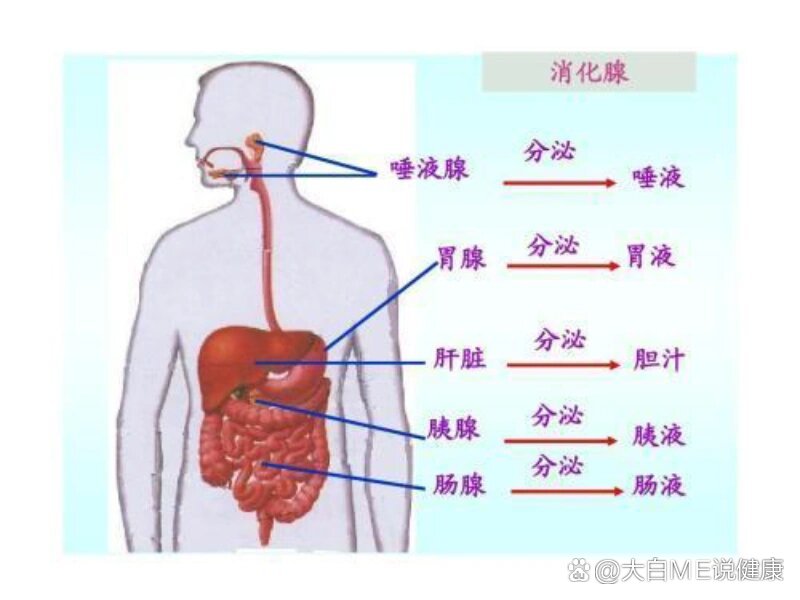 消化腺