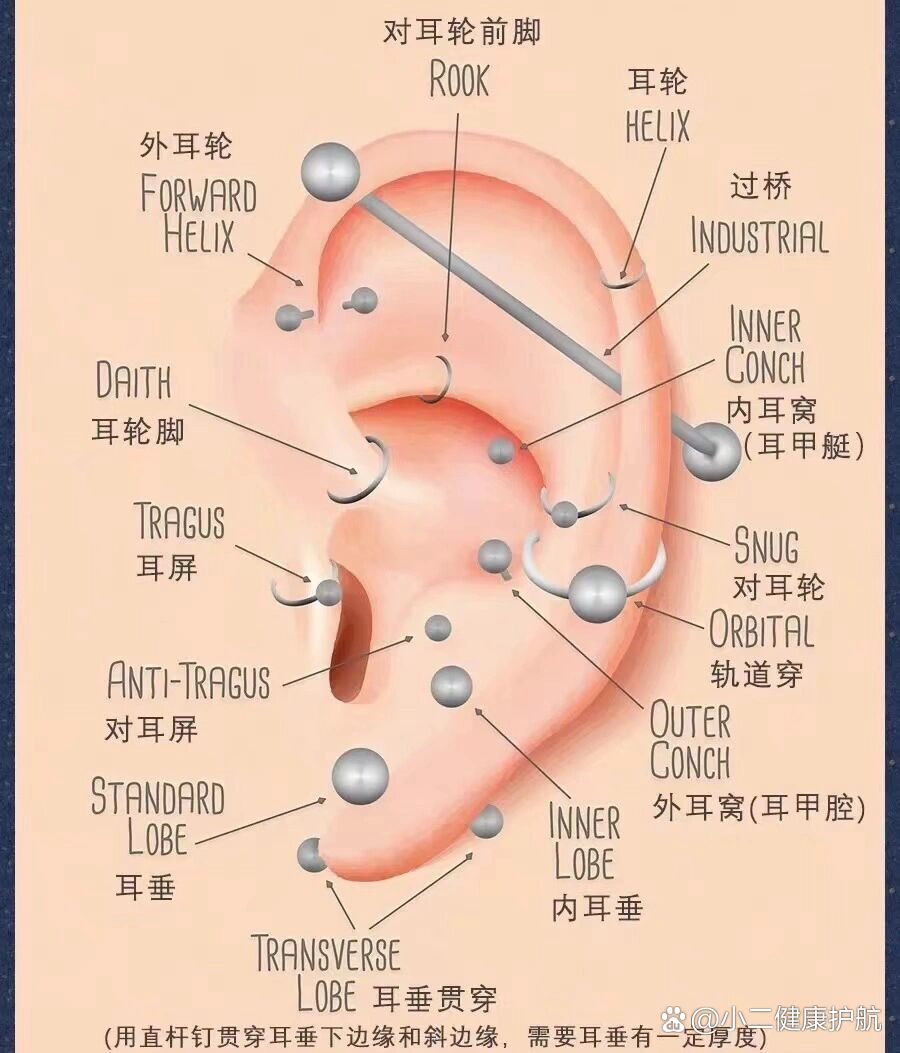 耳部血位置示意图图片