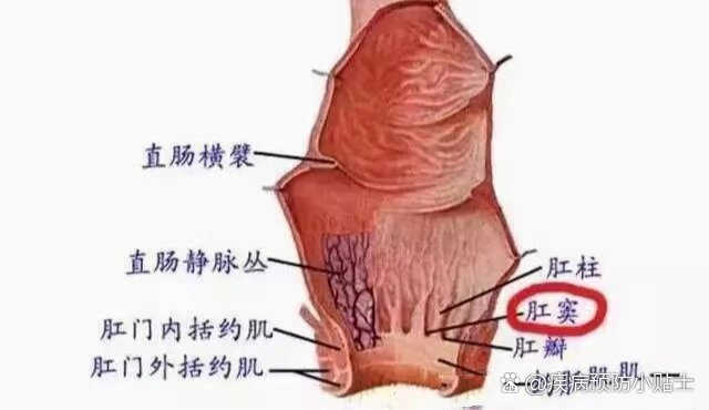 肛门位置图片