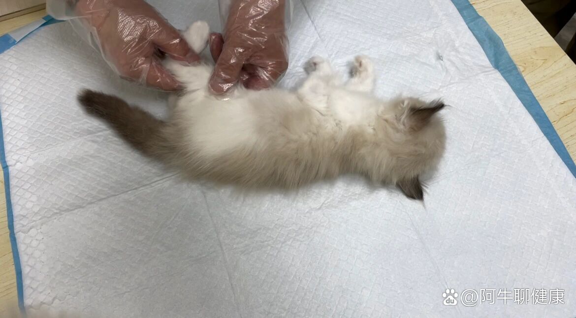 关于猫咪的胃胀气经历及治疗.