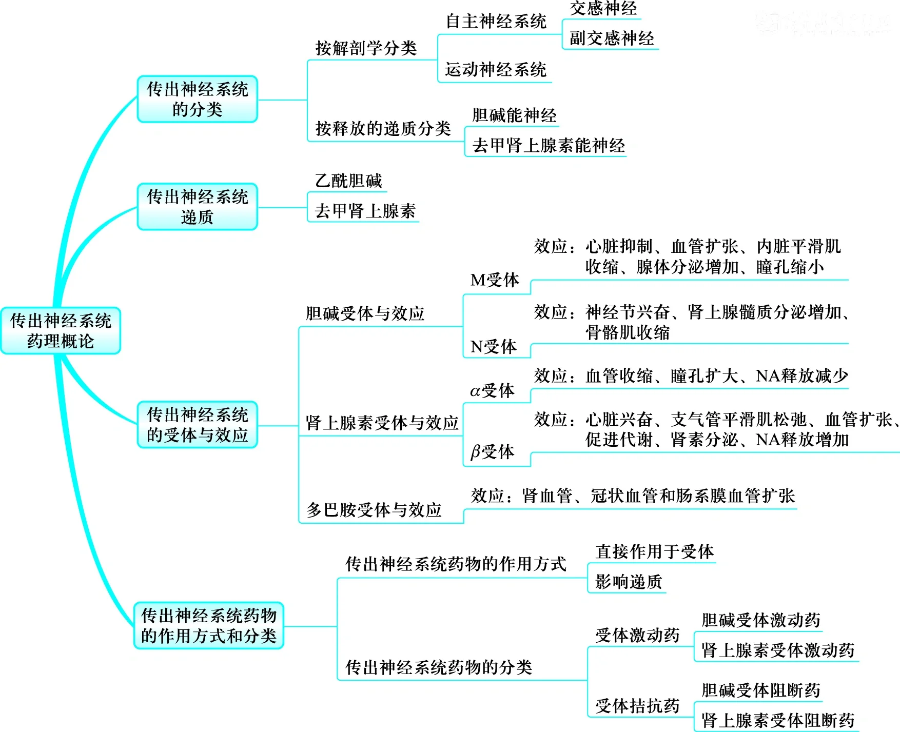 神经系统思维导图简单图片