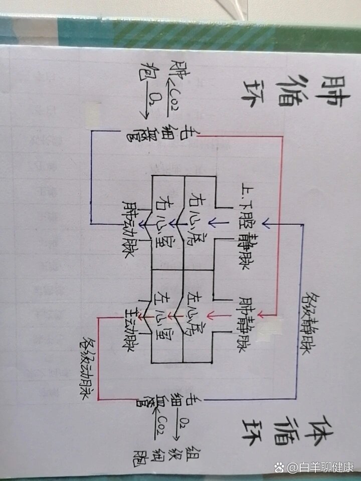 体循环和肺循环