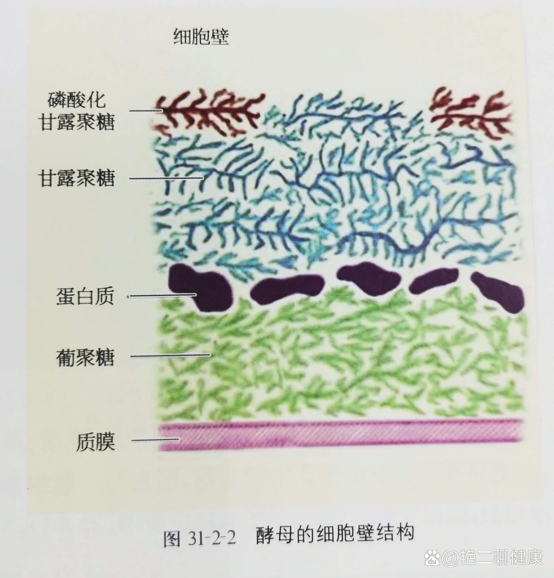 细胞壁示意图图片