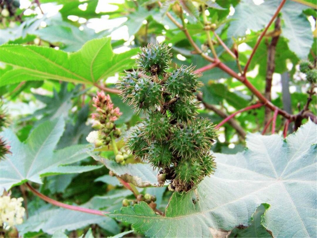  br>	  br>蓖麻喜欢在高温的环境下生长,霜冻时节要做好保护,避免被