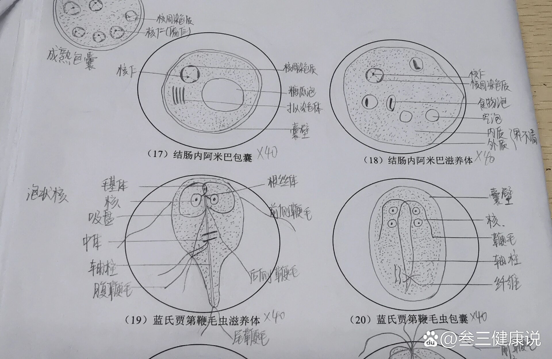 鞭毛红蓝铅笔图图片