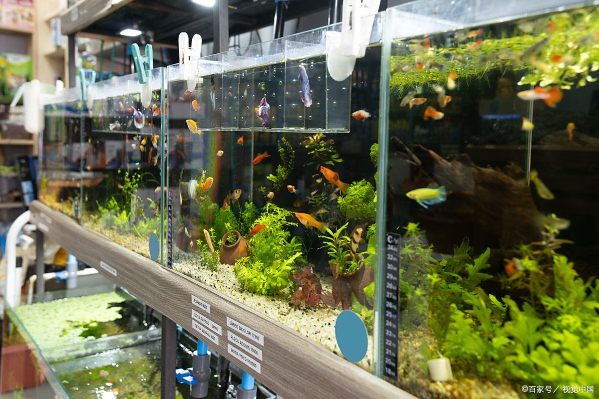 鱼缸水泵用不对，鱼死水浑全白忙！这6 个正确用法，新手也能轻松上手