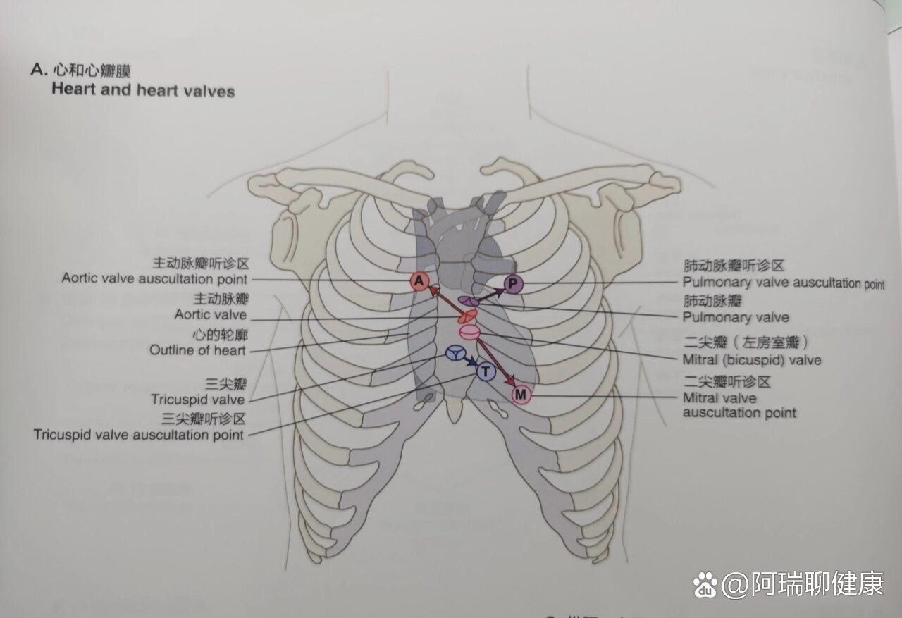 心脏瓣膜听诊区示意图图片