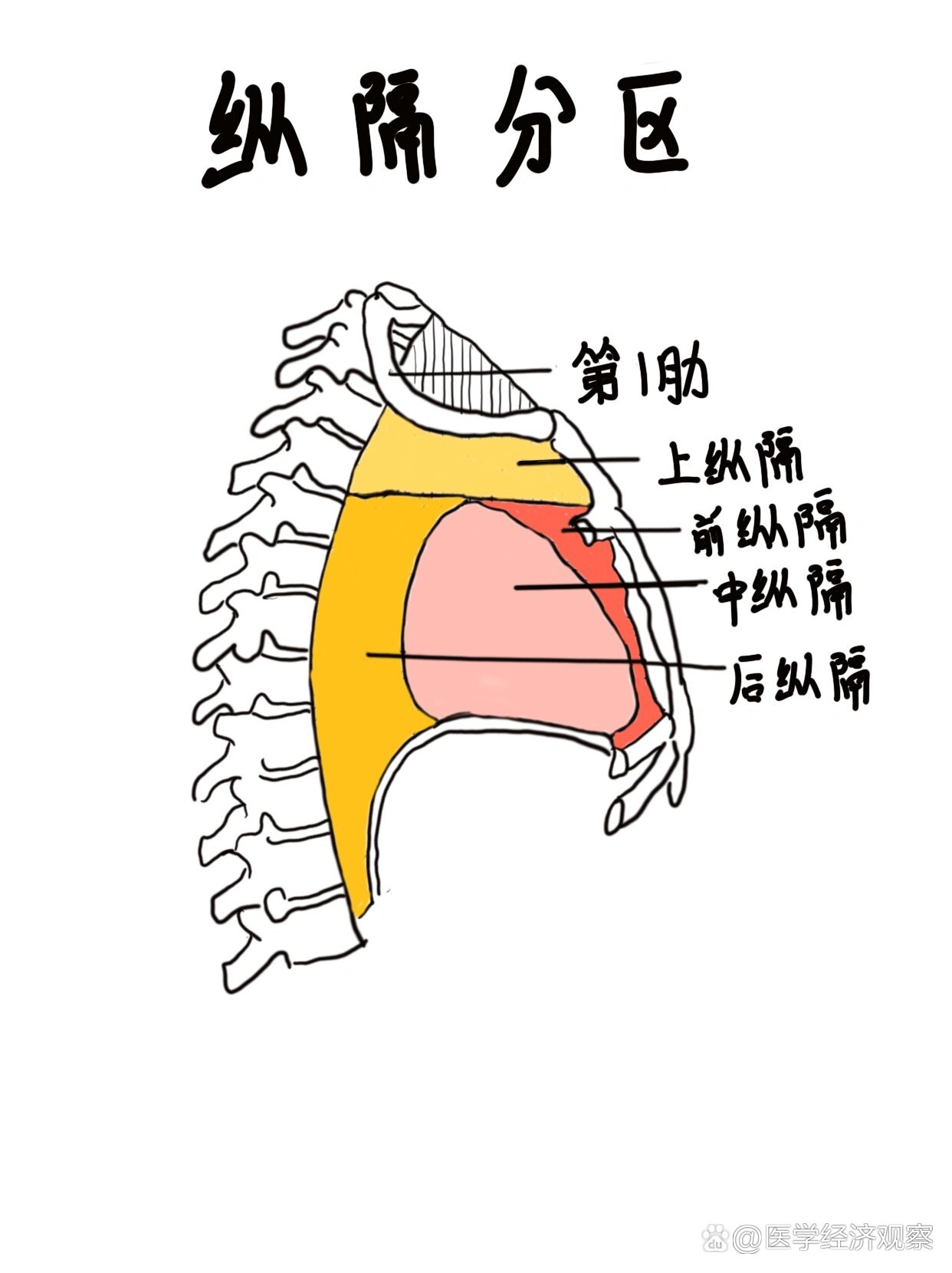 纵隔分界图片