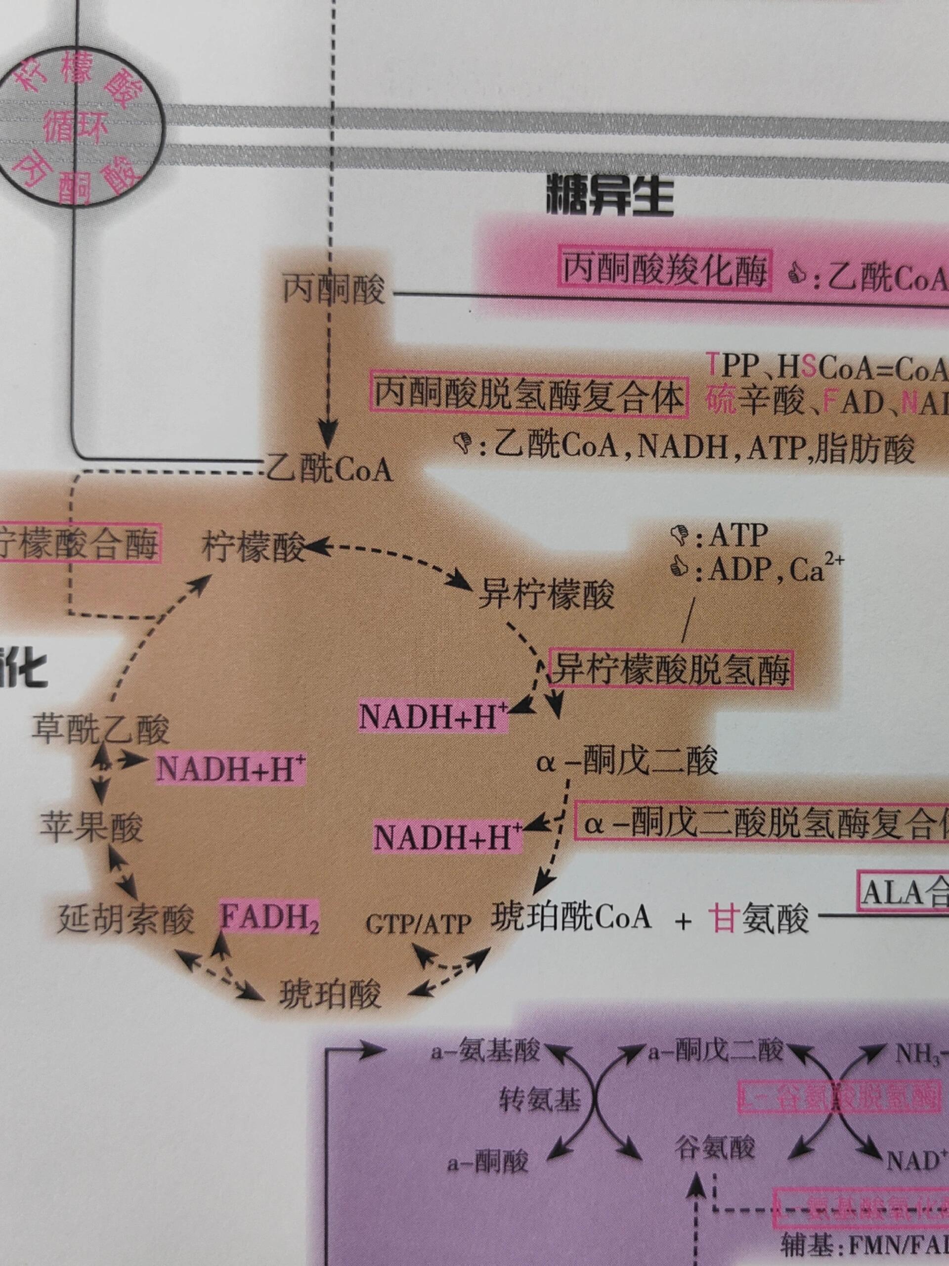 acid cyele),是指由丙酮酸经过一系列循环式反应而彻底氧化,脱羧,形成