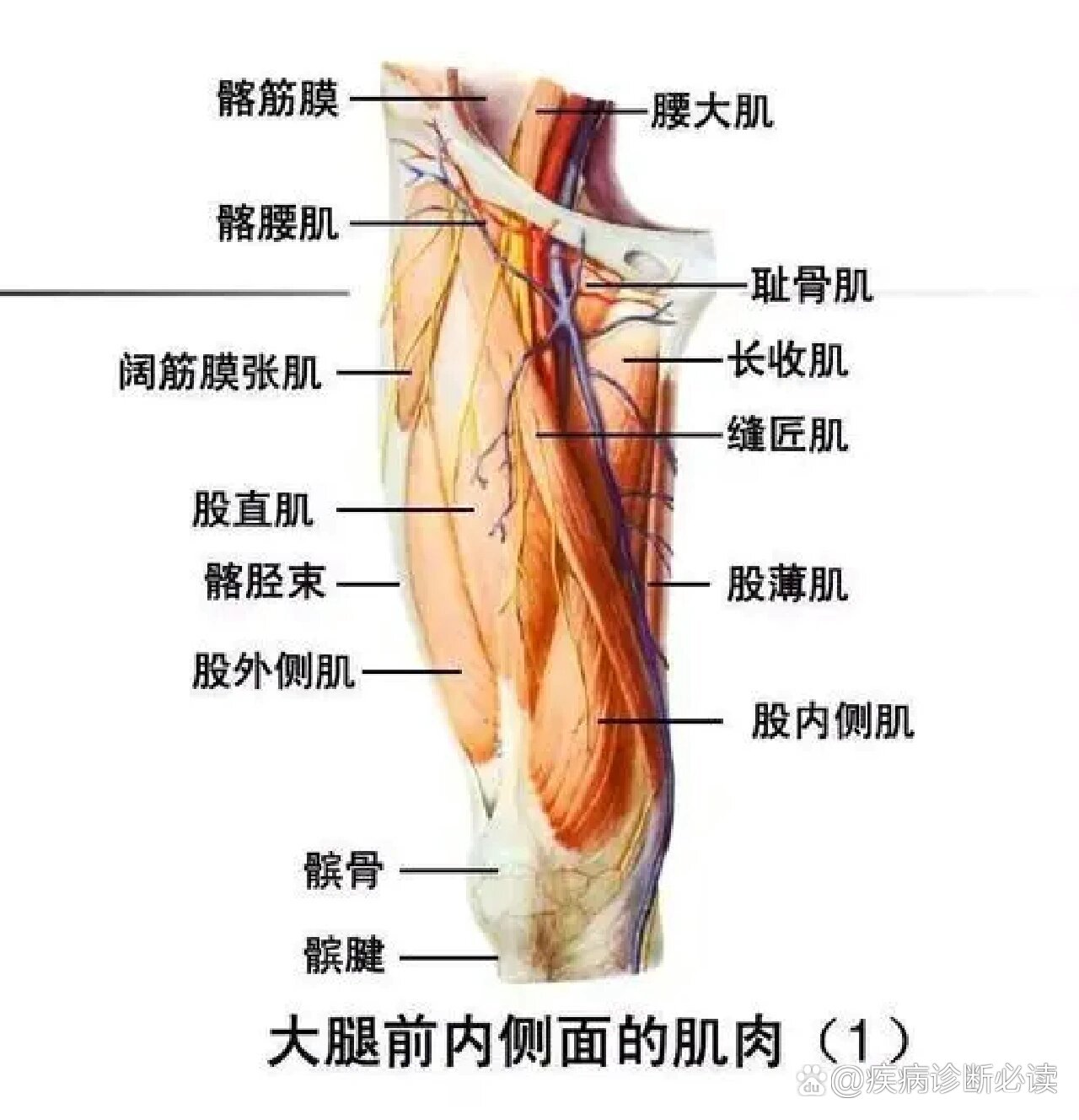 股四头肌肌腱炎位置图图片