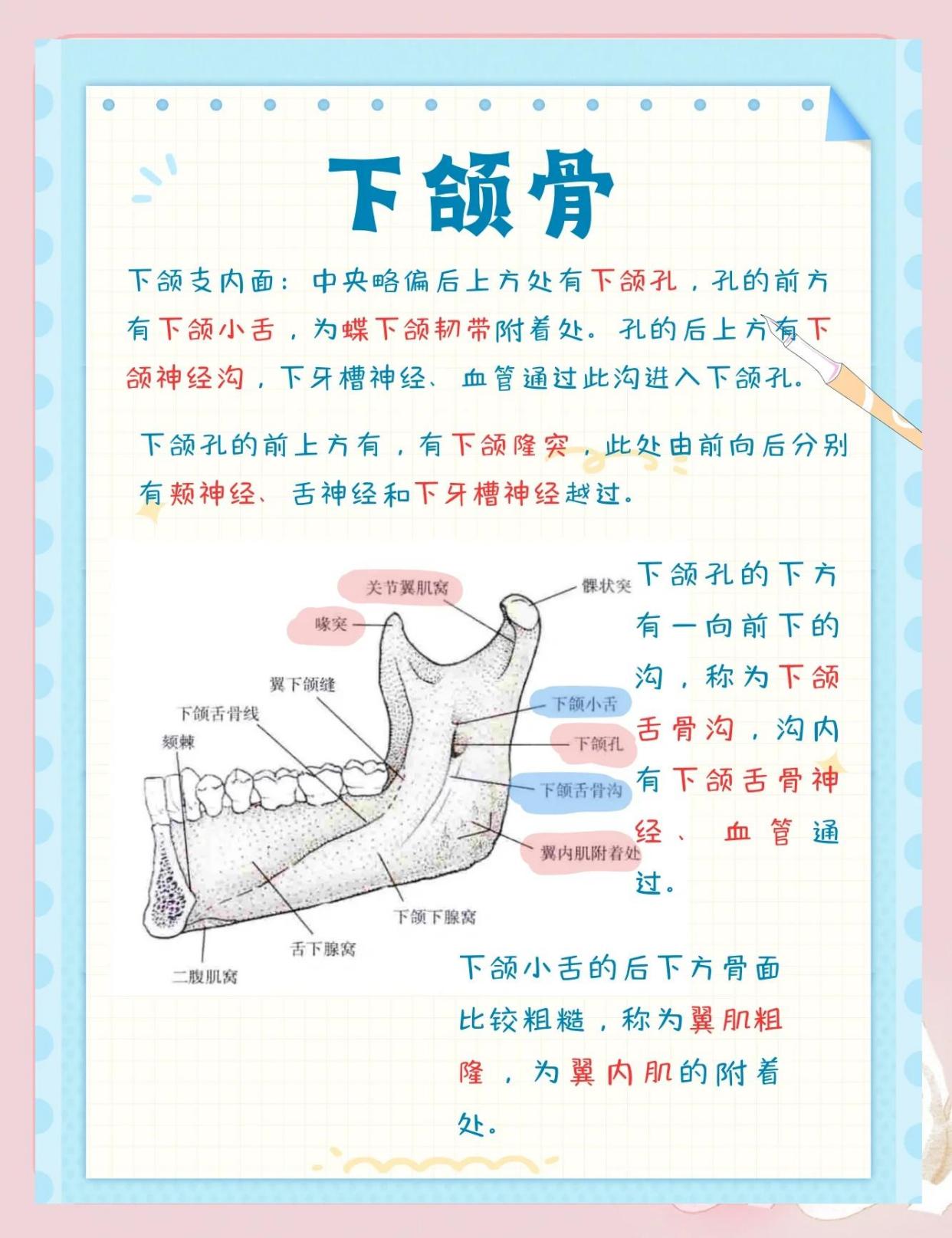 下颌骨揭秘：结构功能全解析