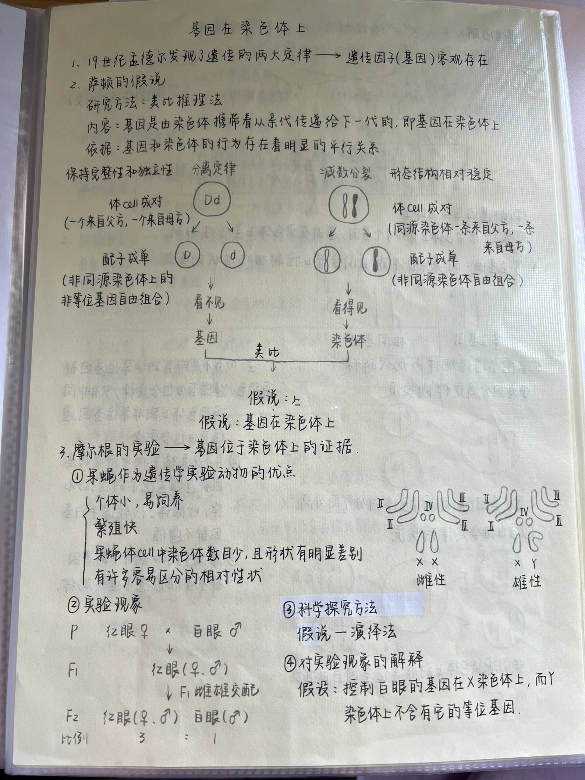 生物笔记之必修二基因在染色体上和伴性遗传
