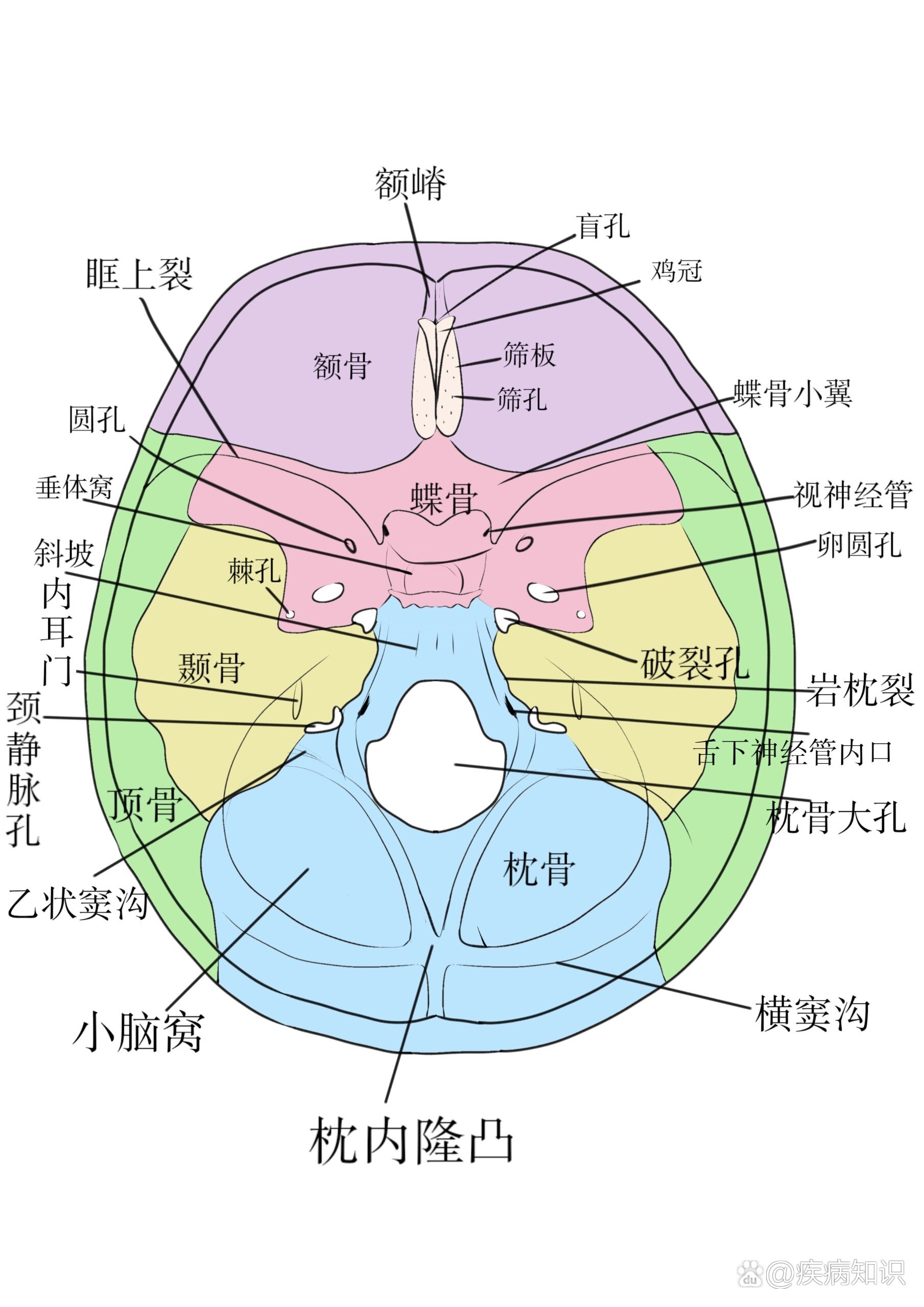 梨状孔位置图片