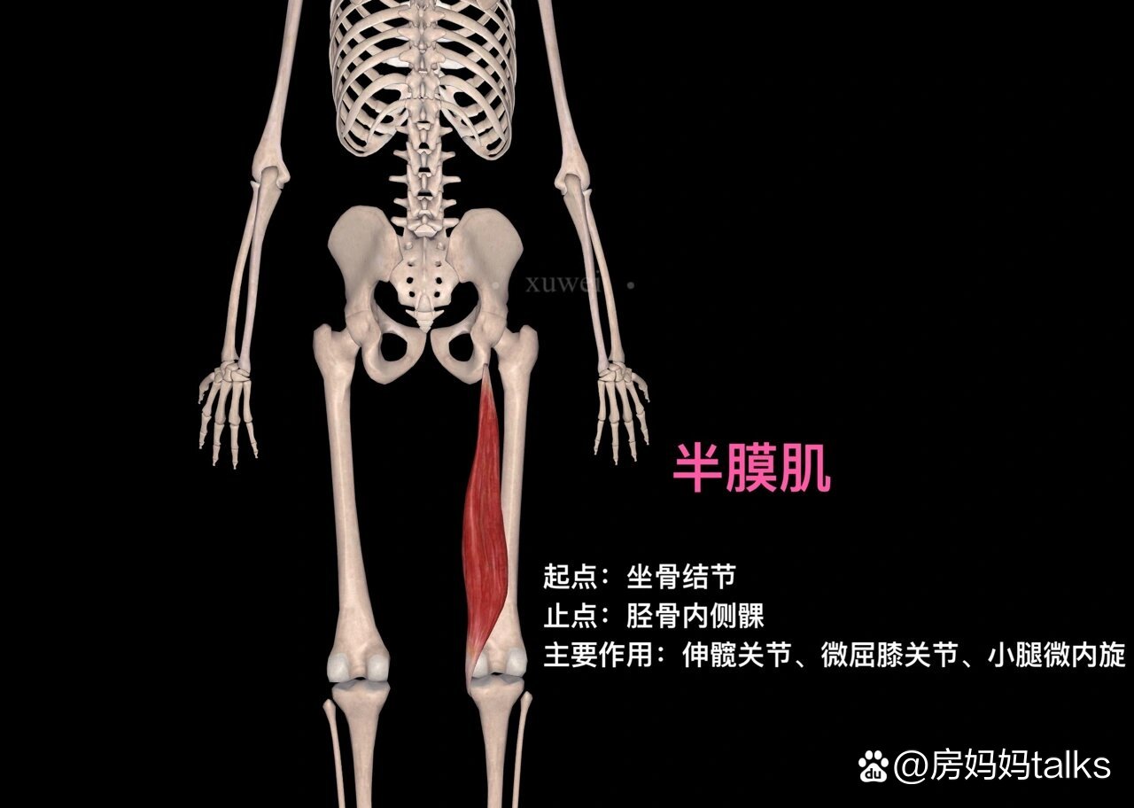 大腿后侧肌肉