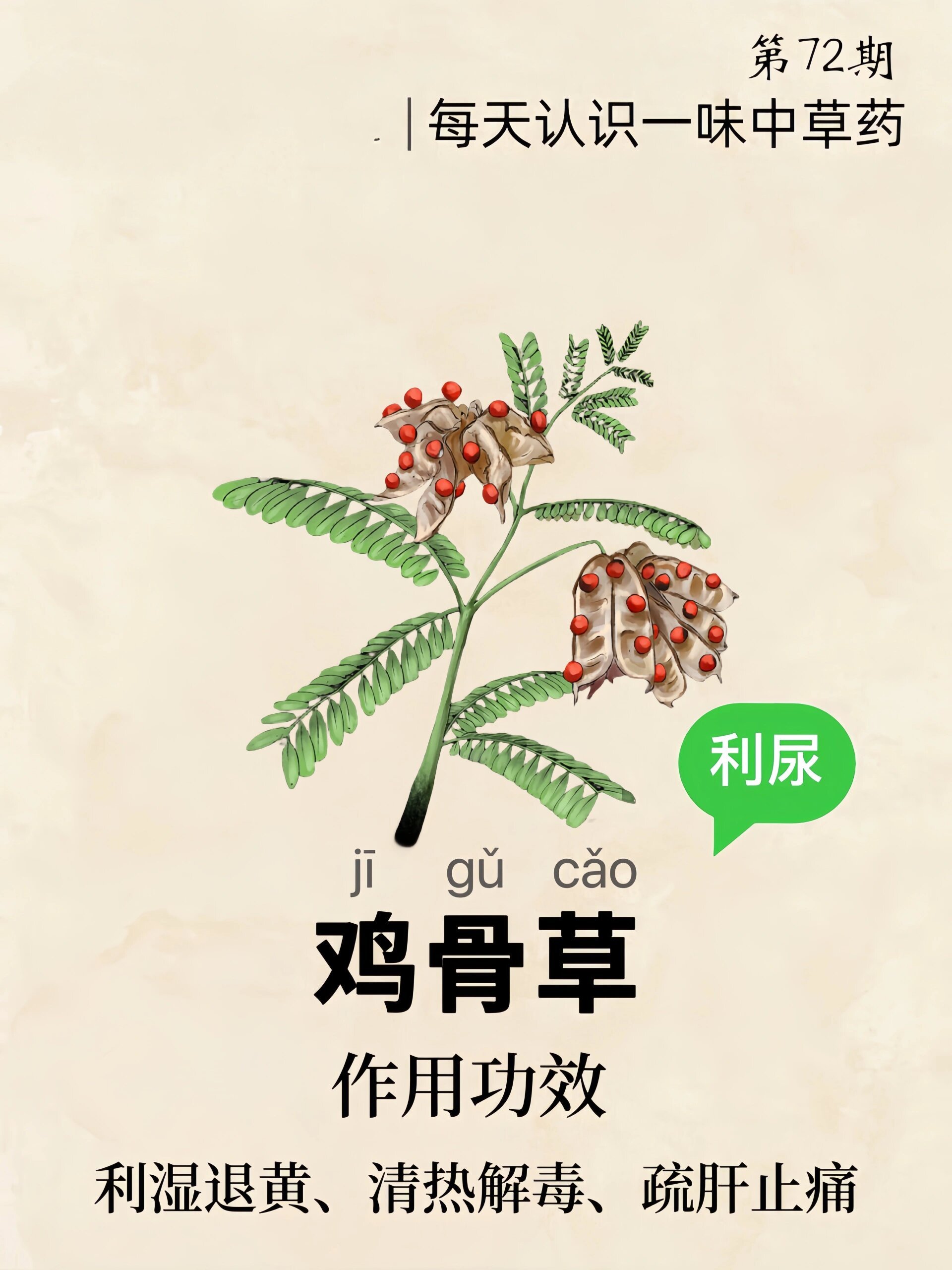 真假鸡骨草图片