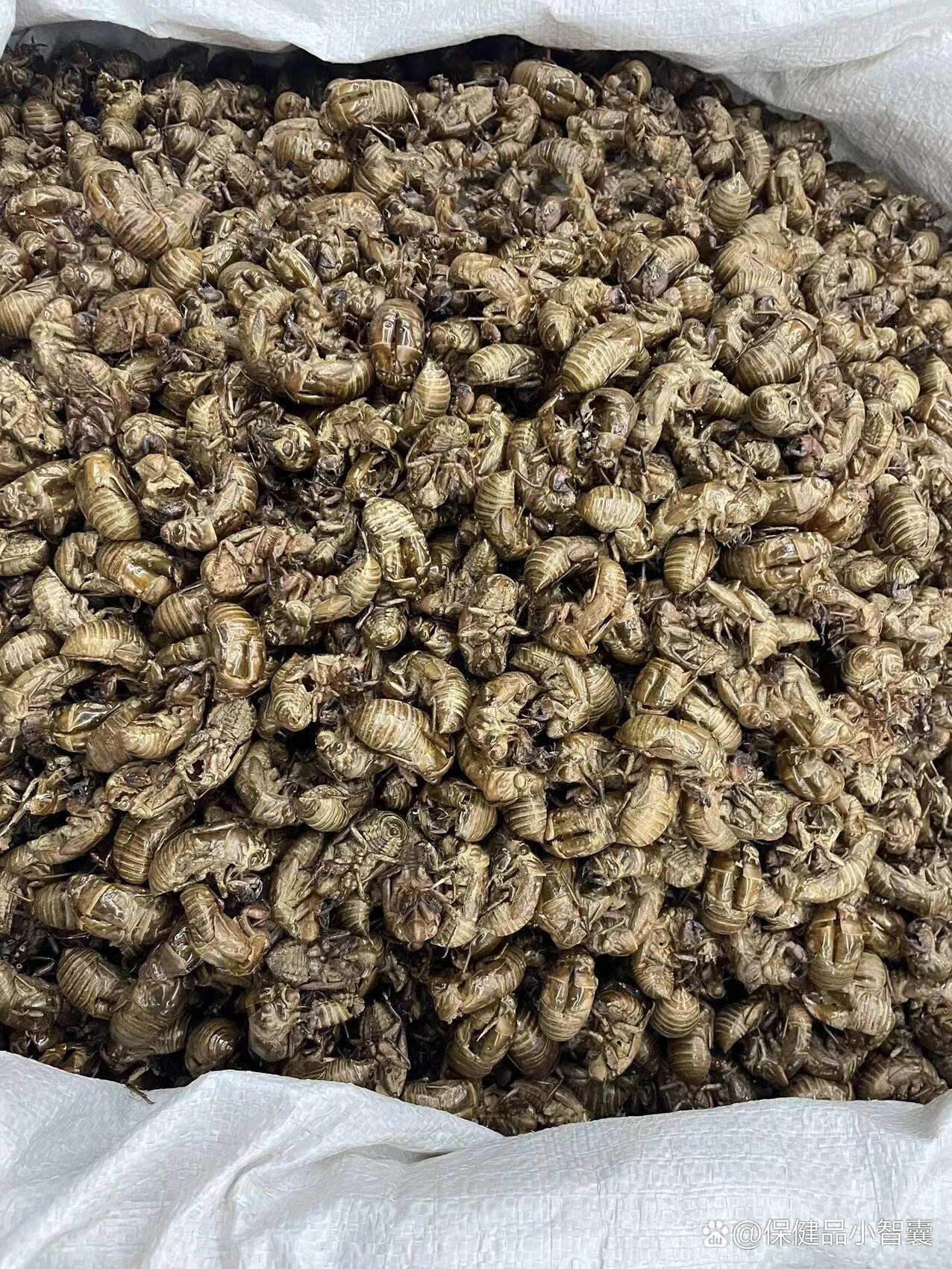 每日一懂中药养生—蝉蜕9595