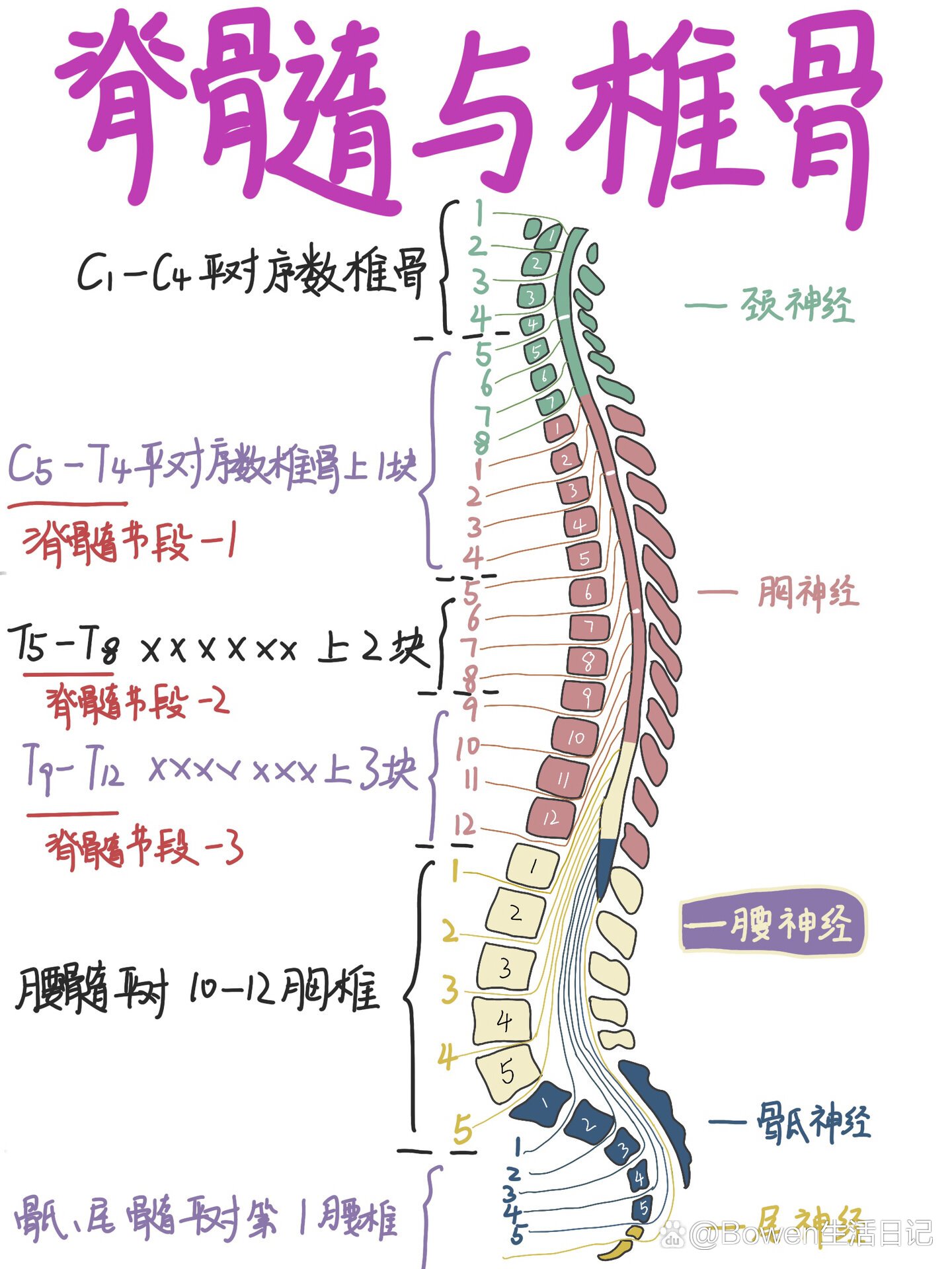 感觉神经节段分布图图片