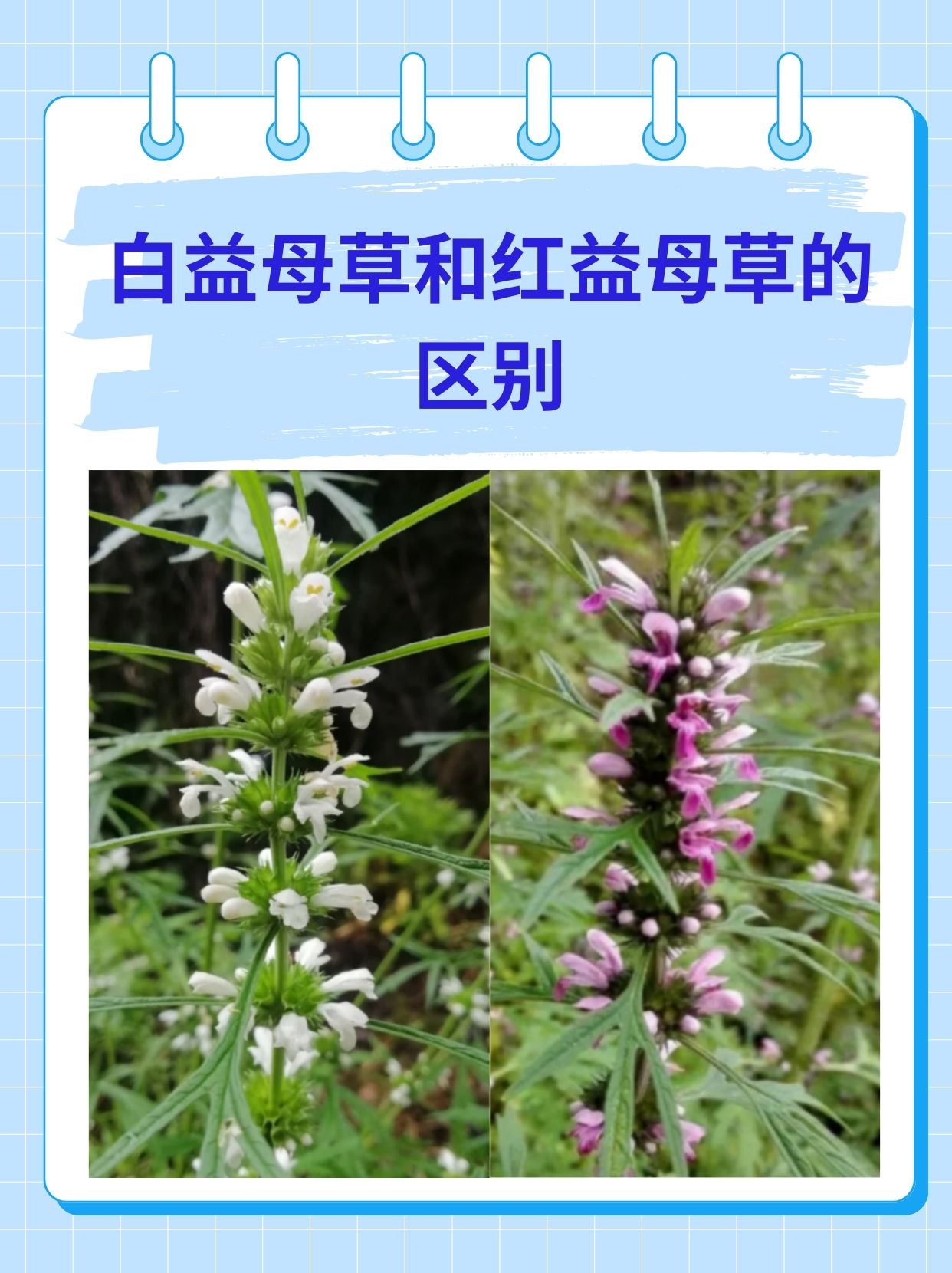 白益母草和红益母草的区别
