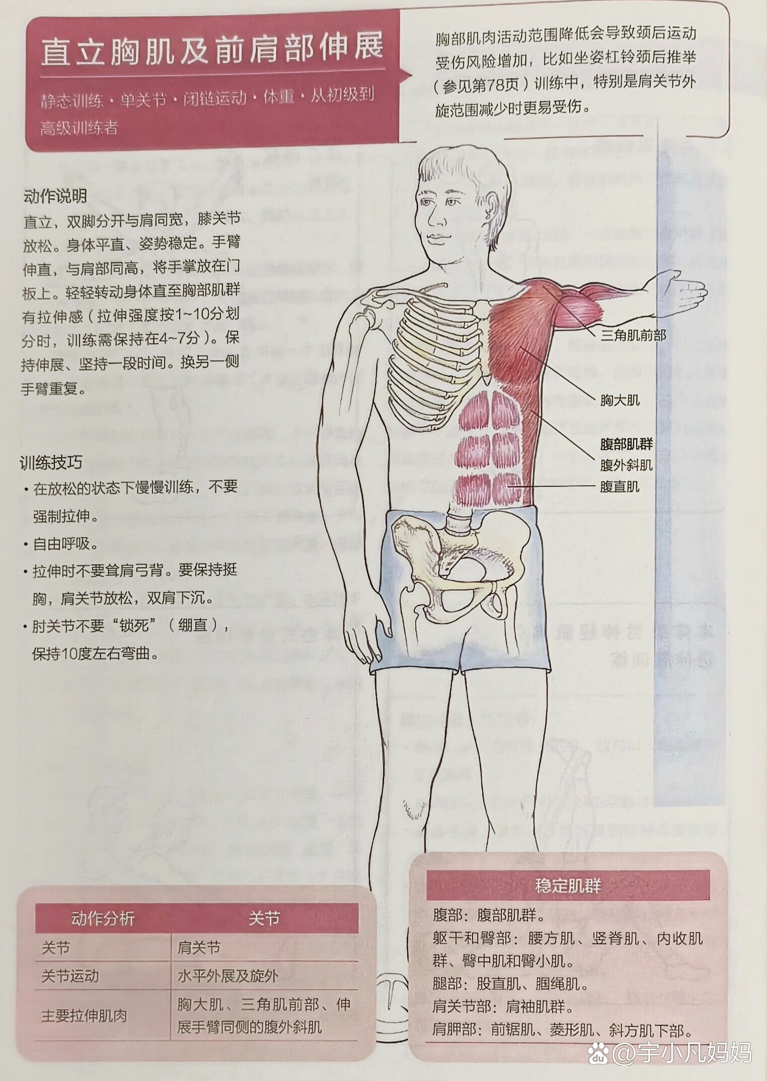 练肩前束的动作图片