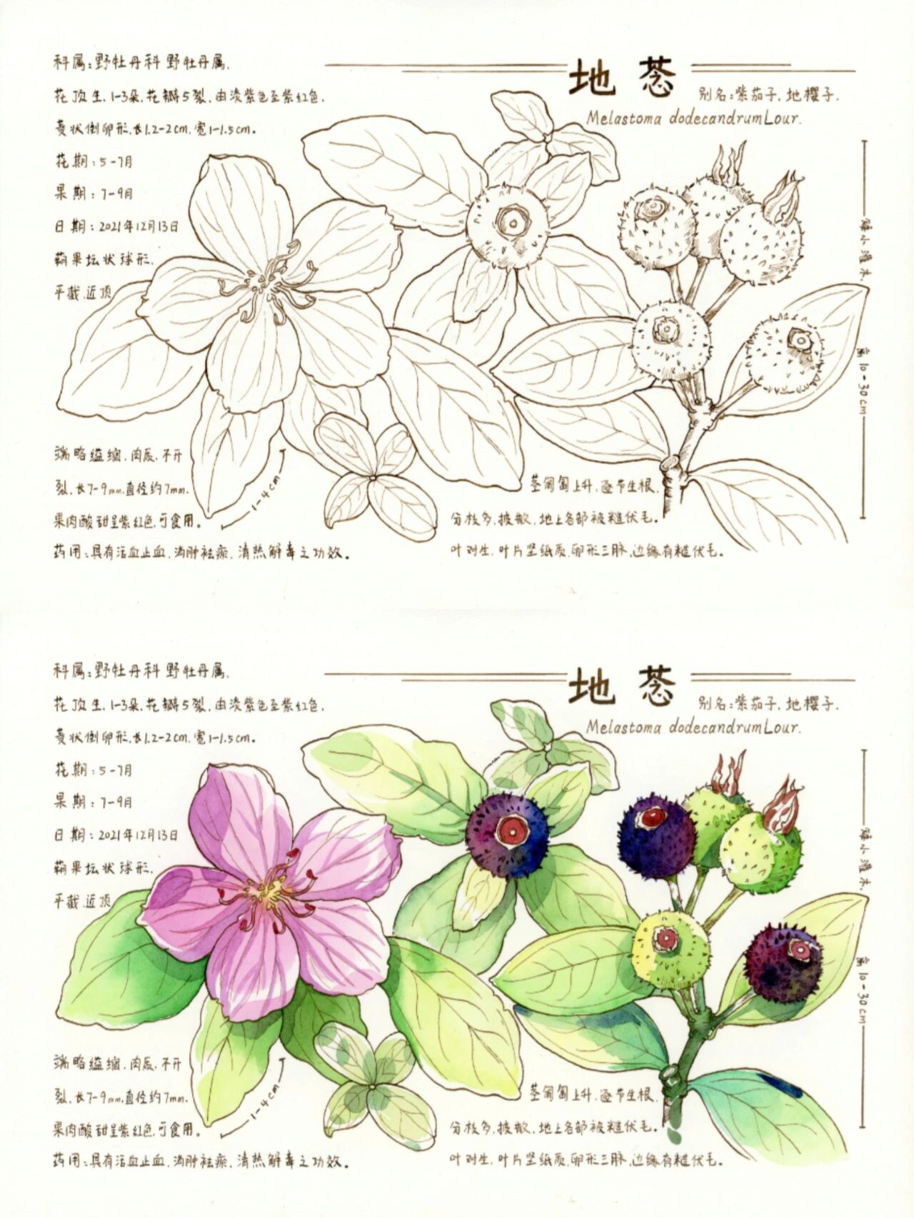 地被植物手绘图图片