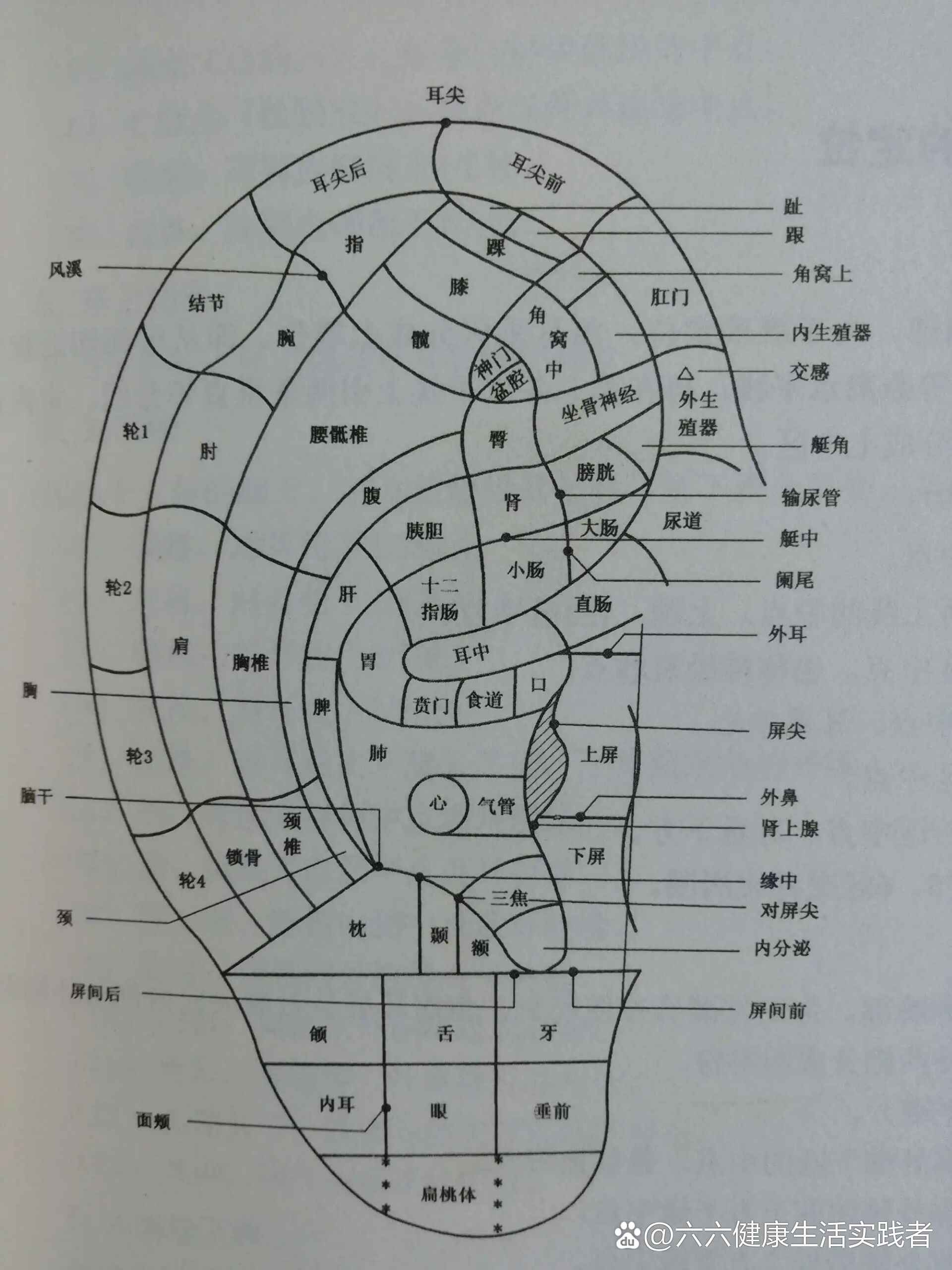 耳背图解图片