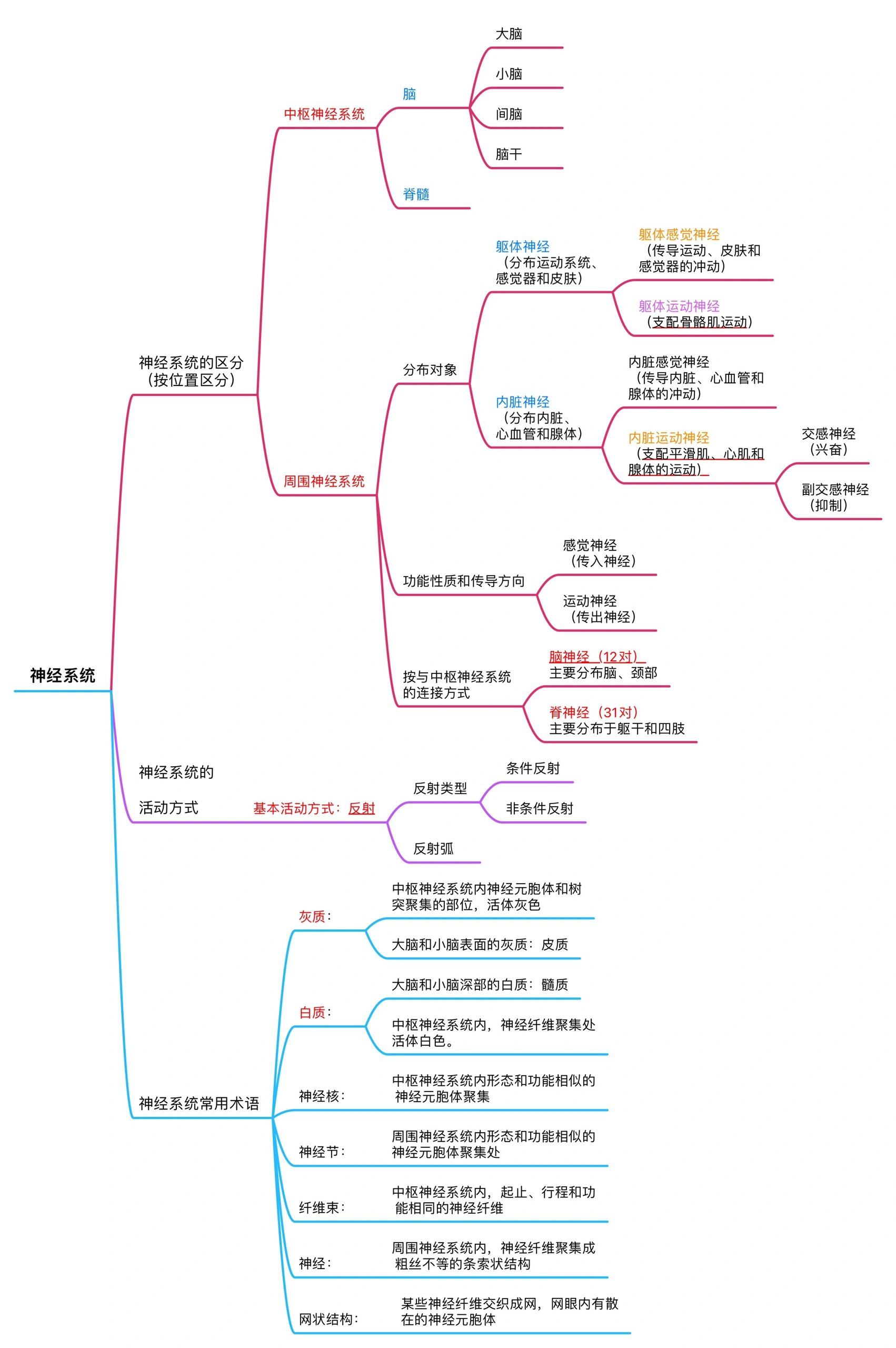 人体神经系统思维导图图片