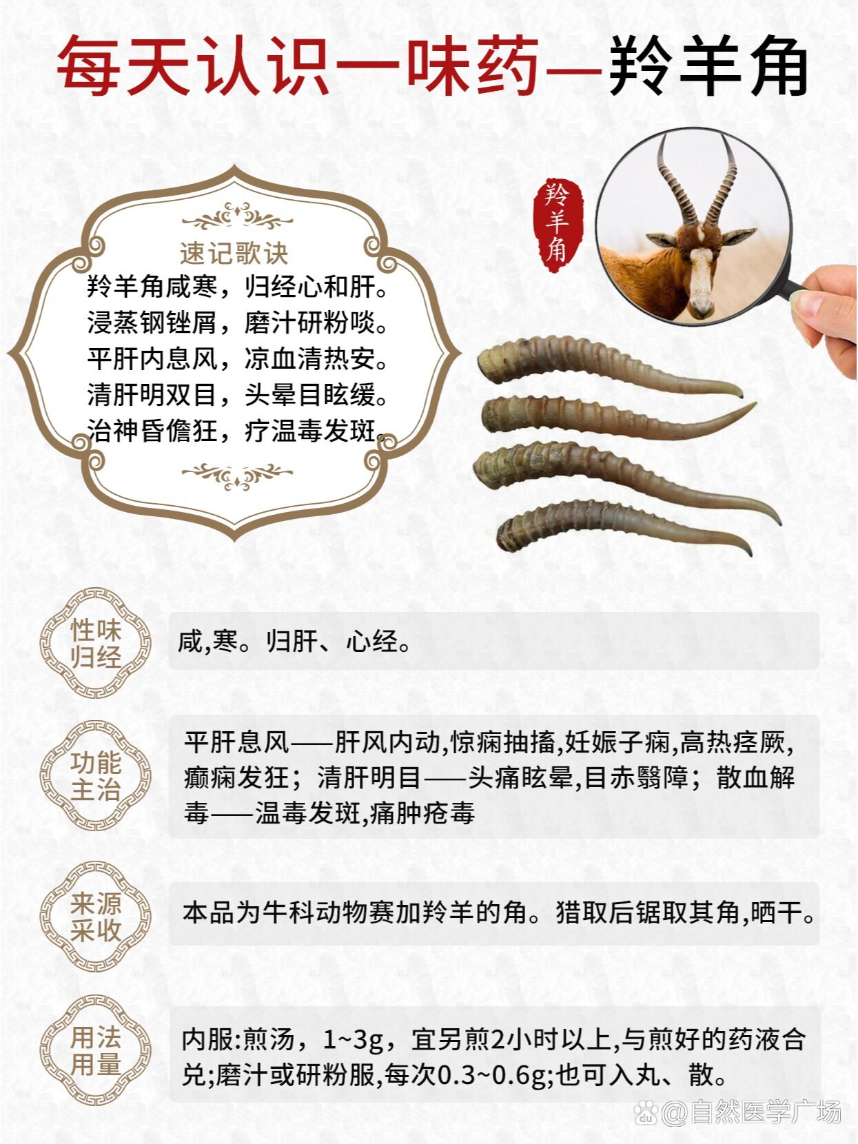 一只藏羚羊角4万图片