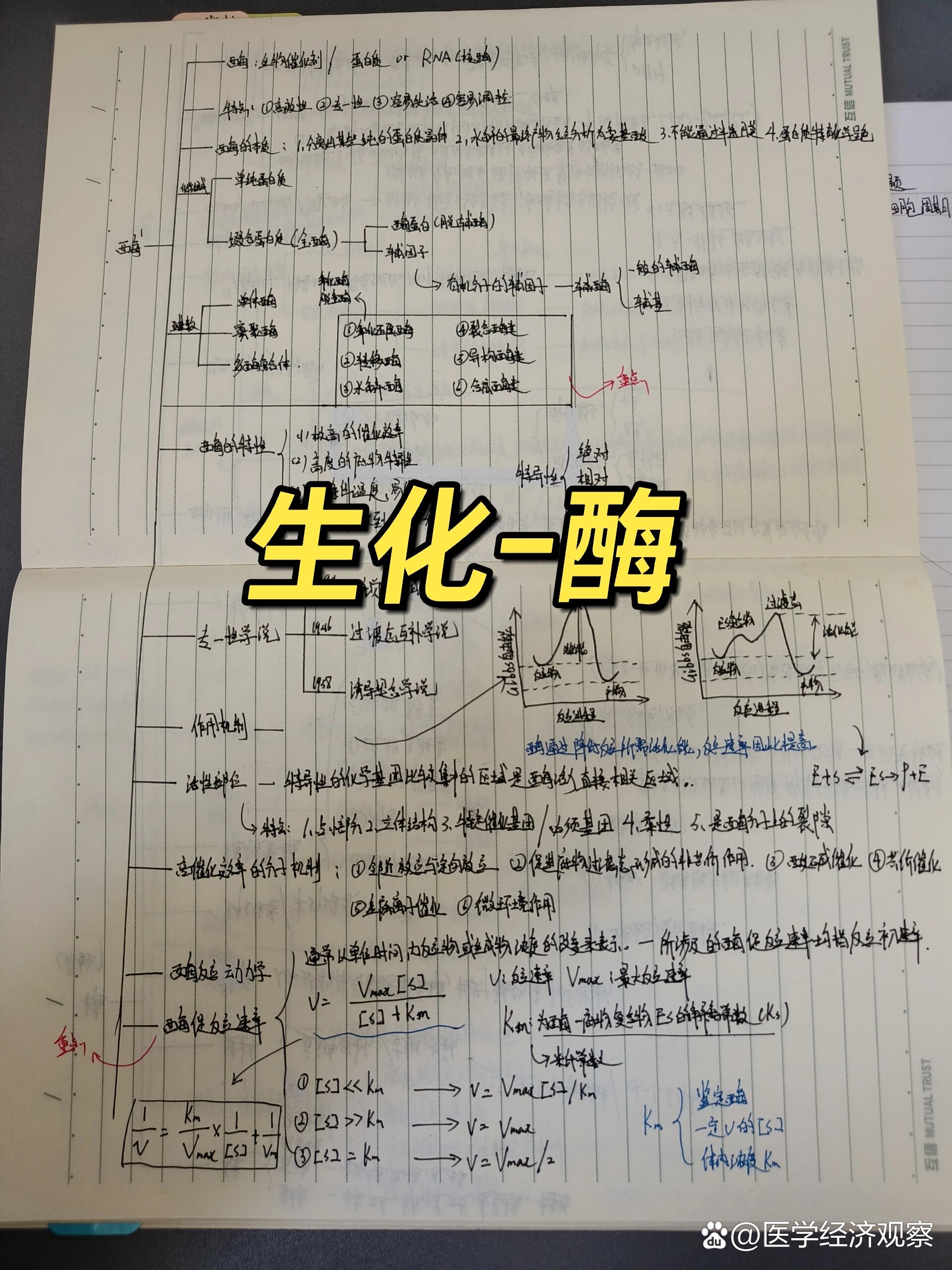 溶酶体的结构和功能图片