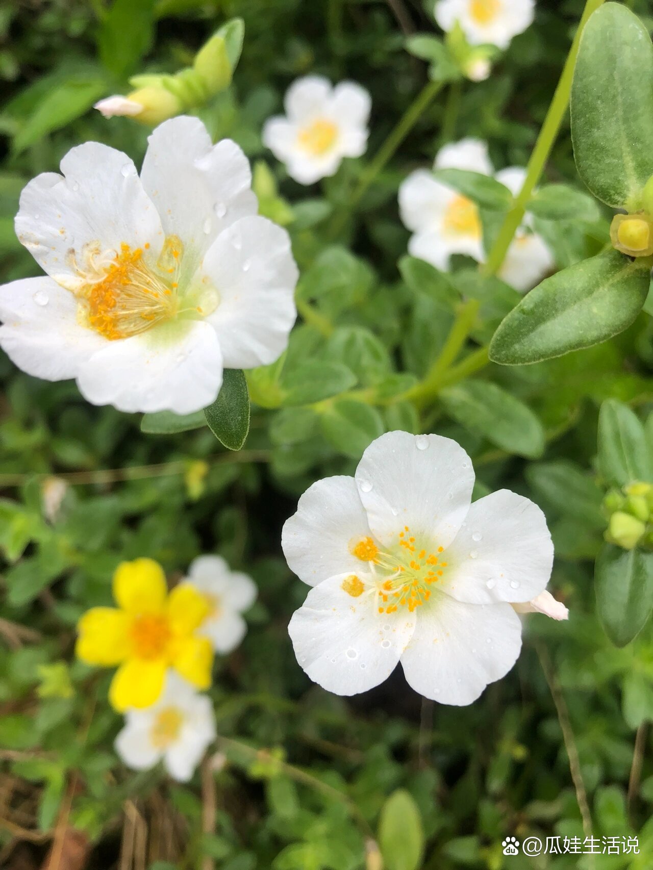 海南的花(22)阔叶半枝莲