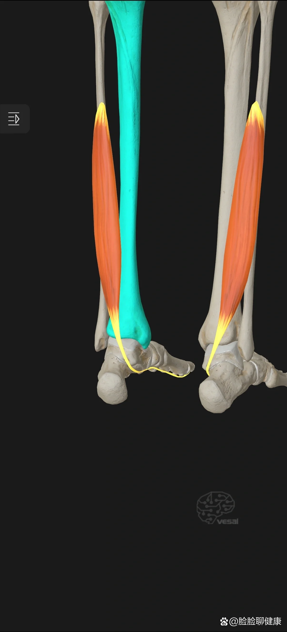 足骨间肌图片