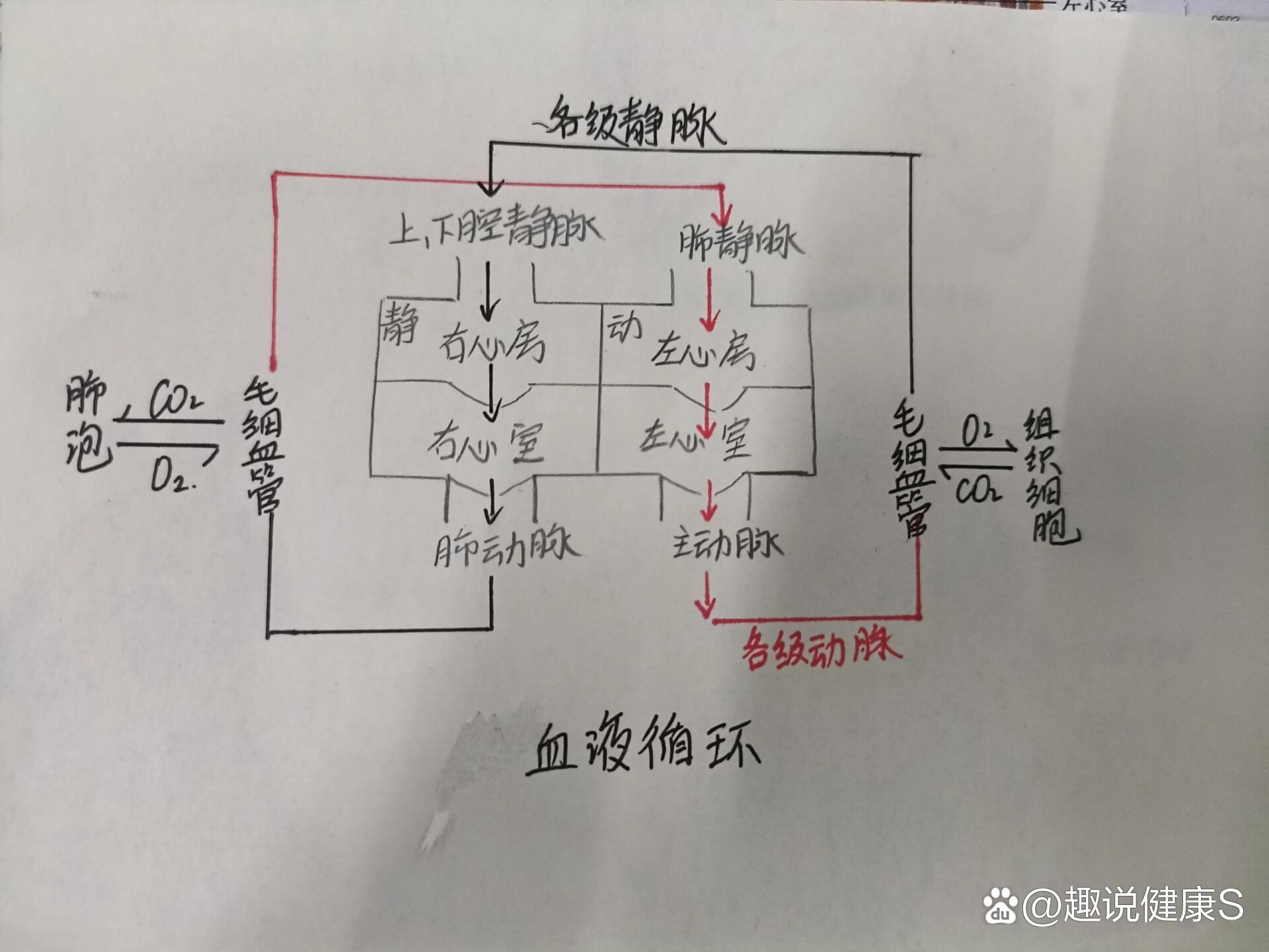 心脏的血液循环流程图图片