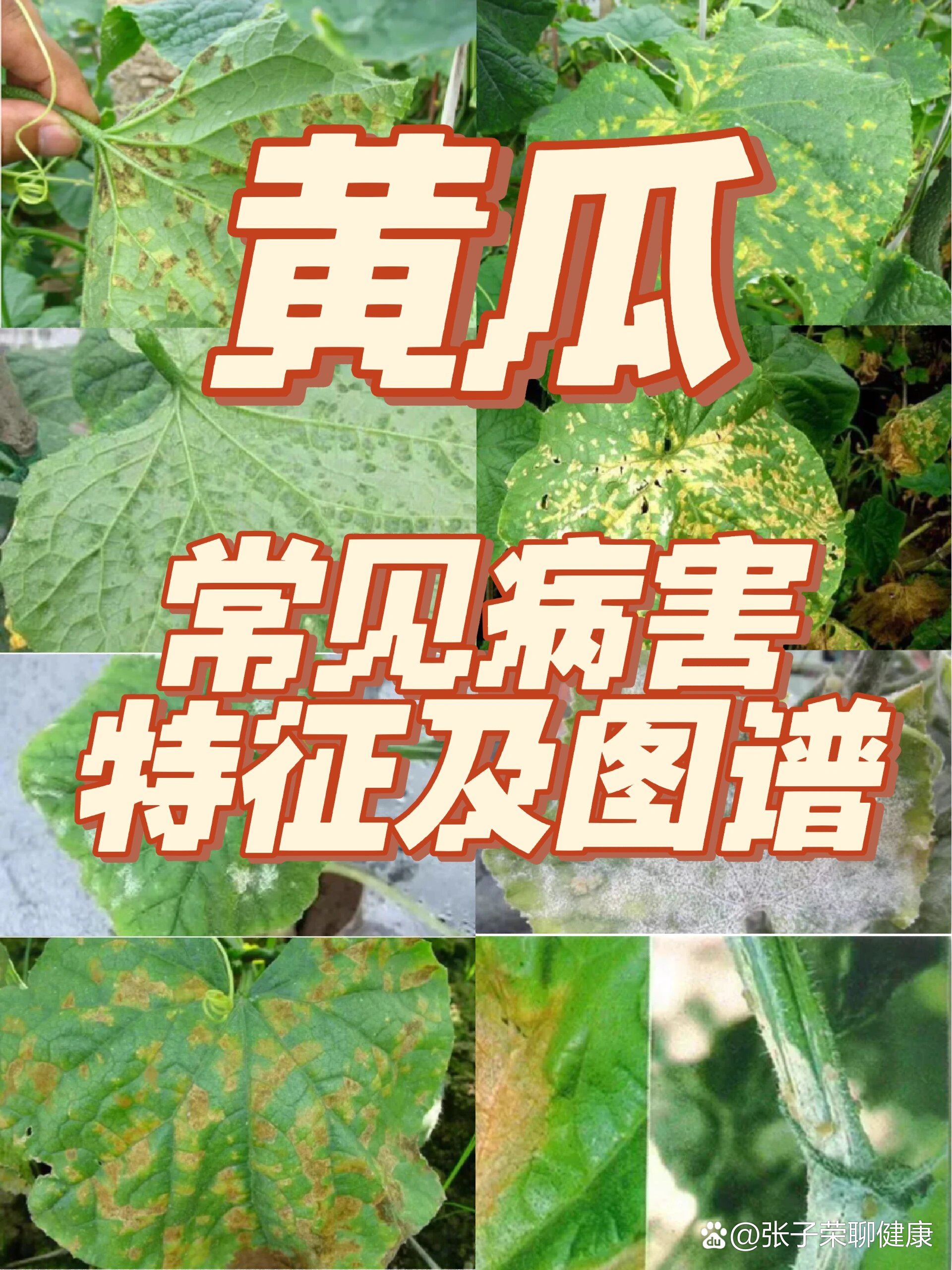 黄瓜药害症状图片图片