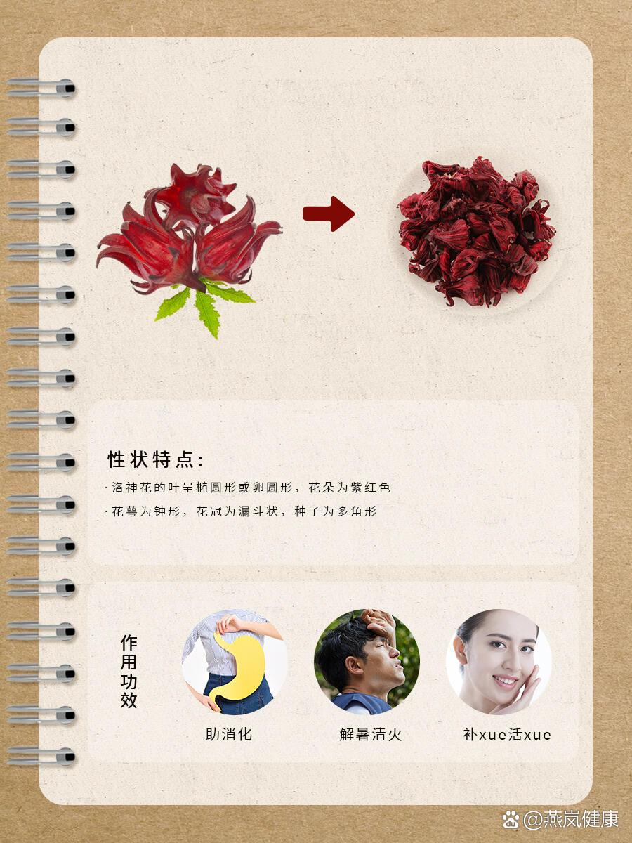 roselle)为锦葵科,木槿属,一年生或多年生,草本植物  br>【采摘季节