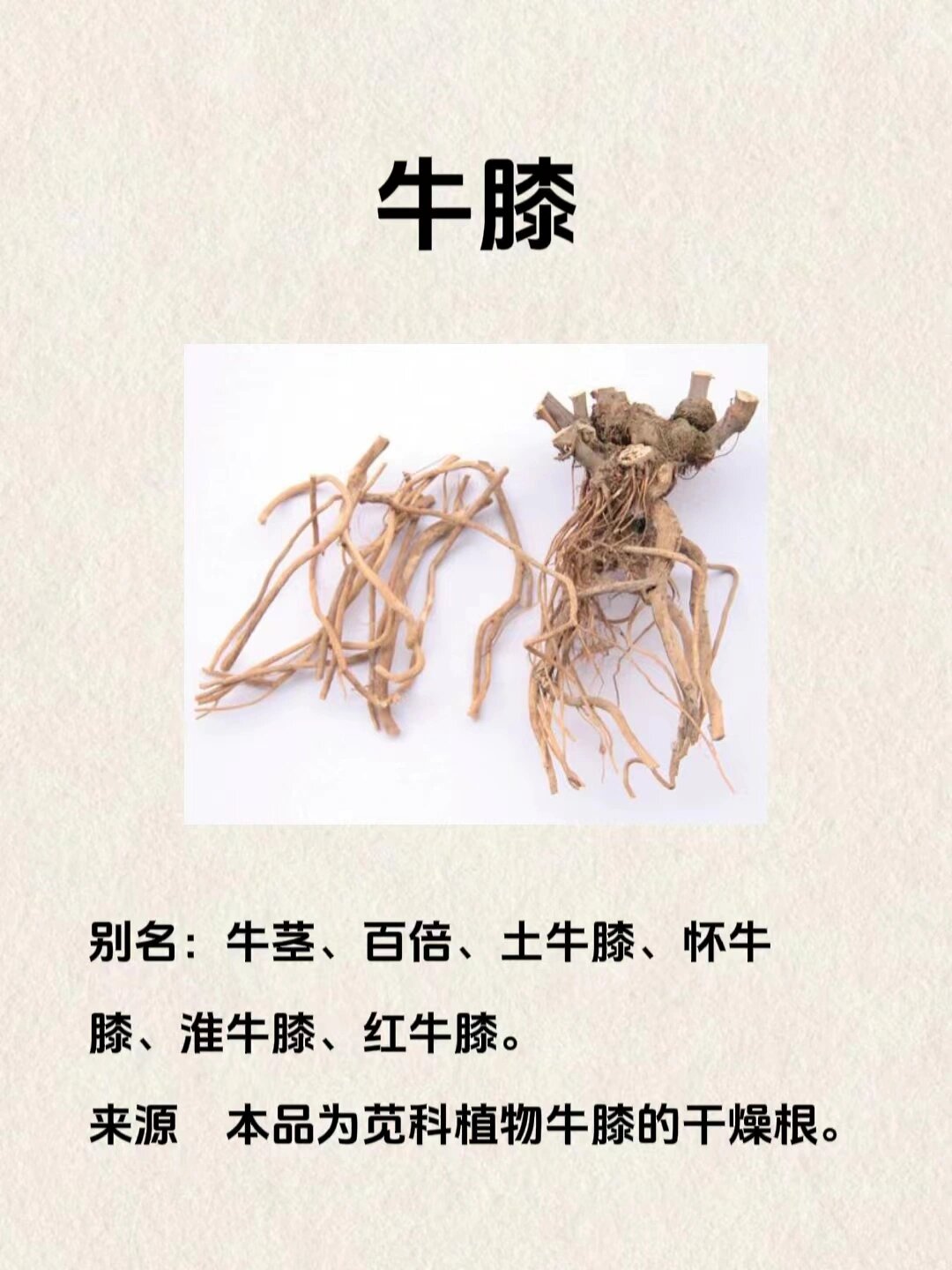 红牛膝的作用图片