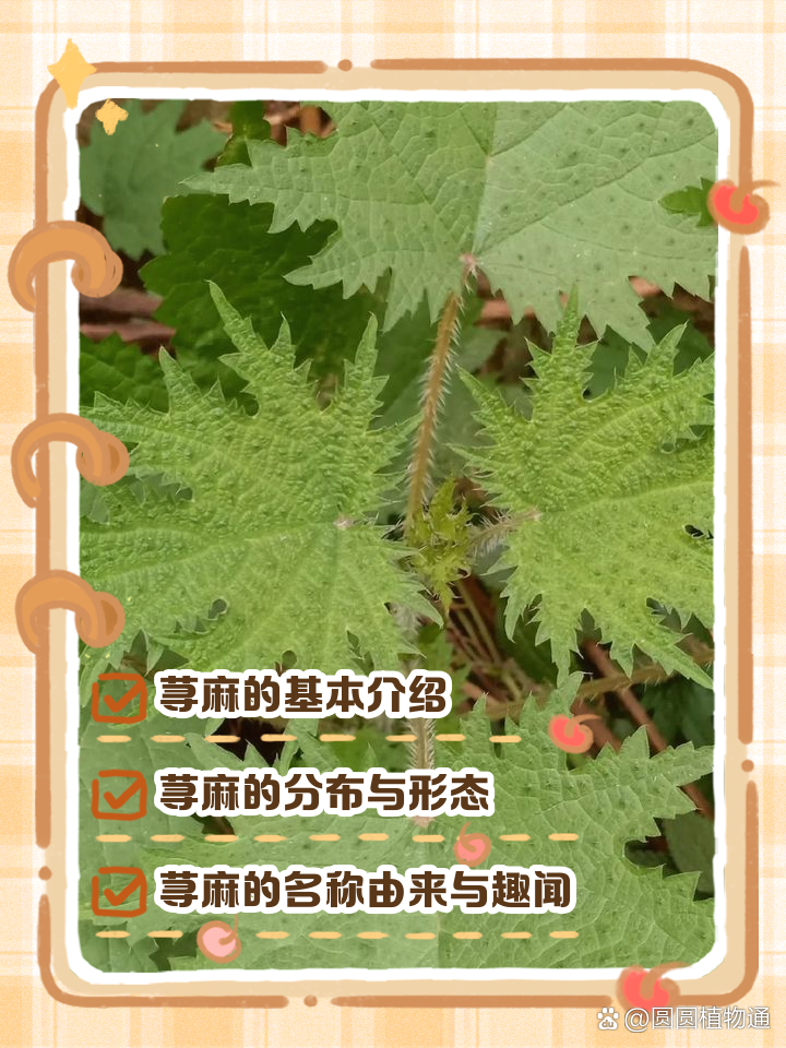 荨麻