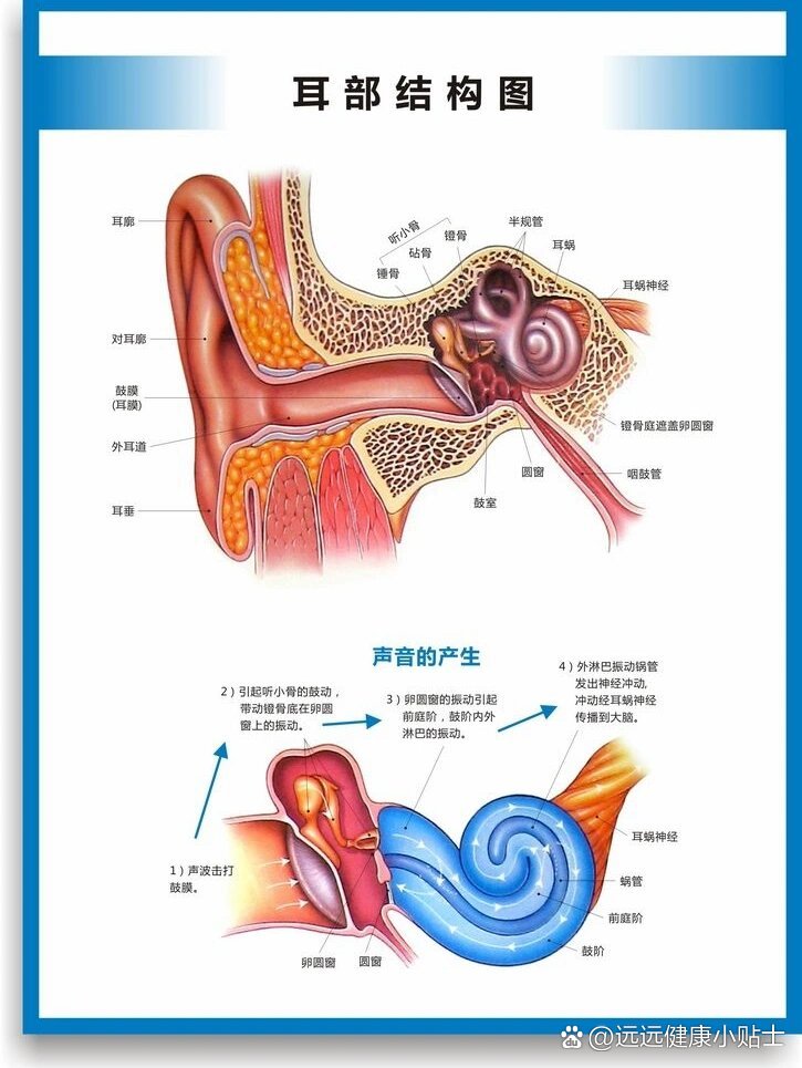 听小骨的作用图片