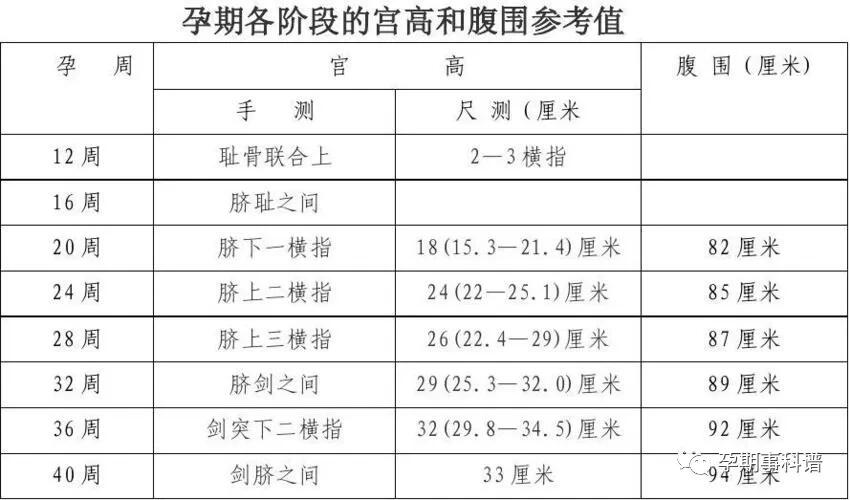 孕10周子宫位置示意图图片