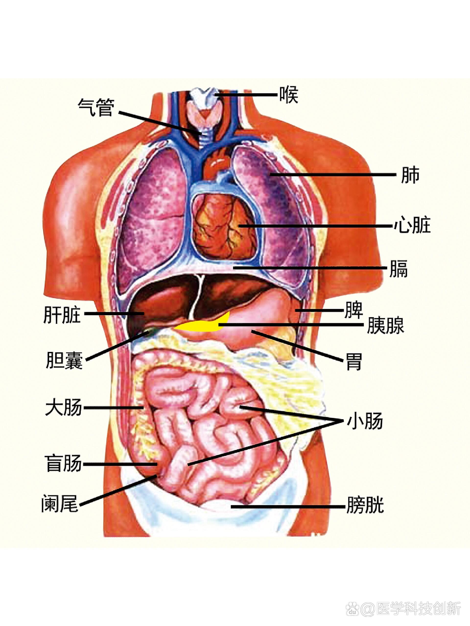 人体五脏六腑分布图