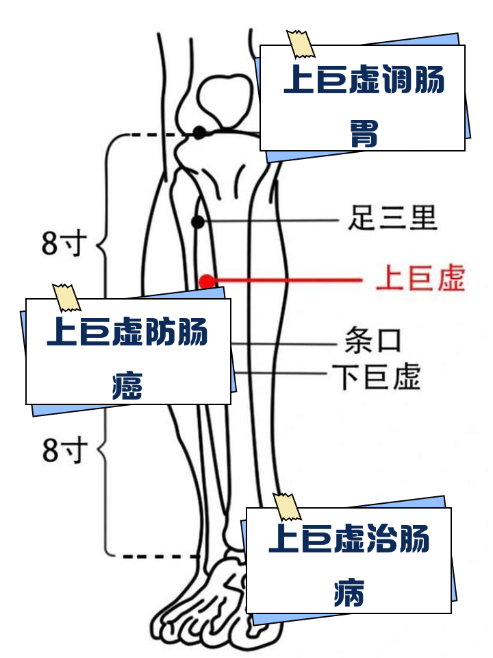 上巨虚的神奇功效与作用