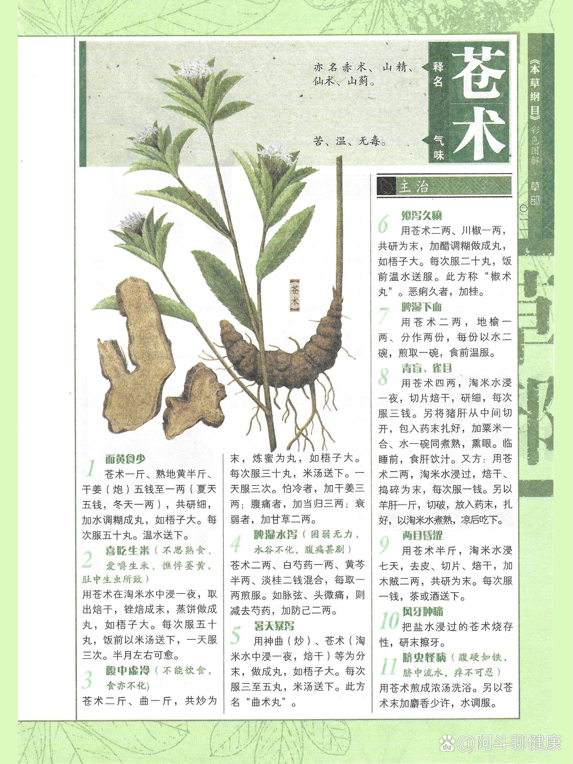  p>学起来| 🌱苍术| 一味化湿药 br>👉别名:山精,赤术,马蓟,青术