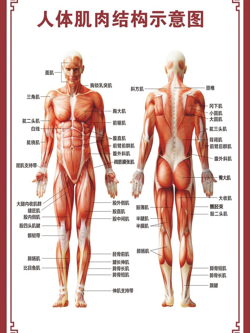 全身骨骼肌肉解剖图图片