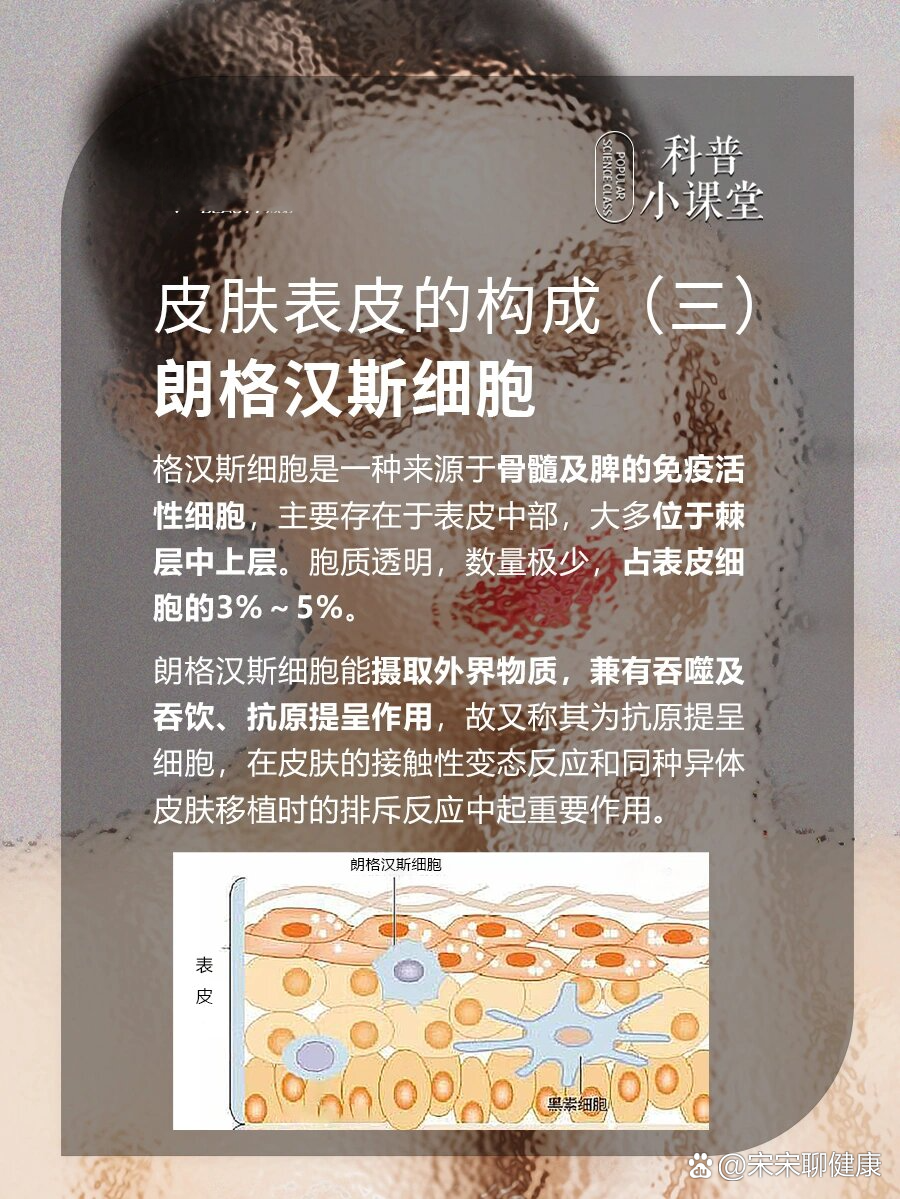 皮肤表皮的构成