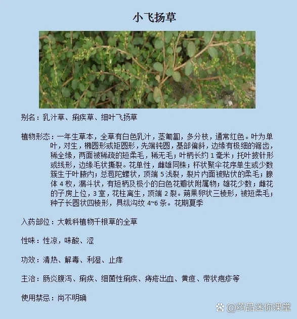 小飞扬草