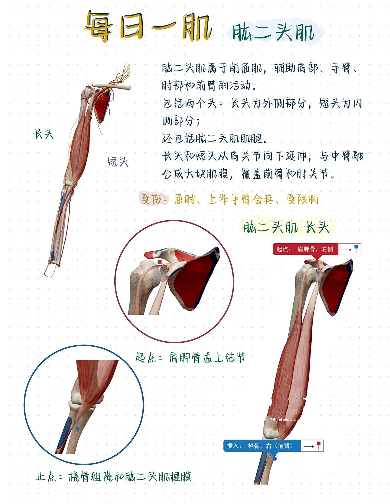 肱二头肌长头腱复合体图片