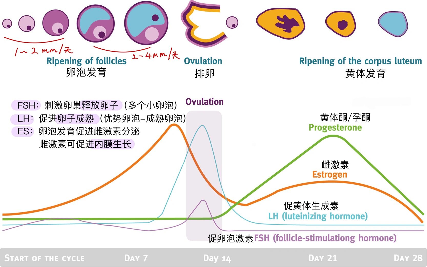 荷尔蒙周期性缺失图片