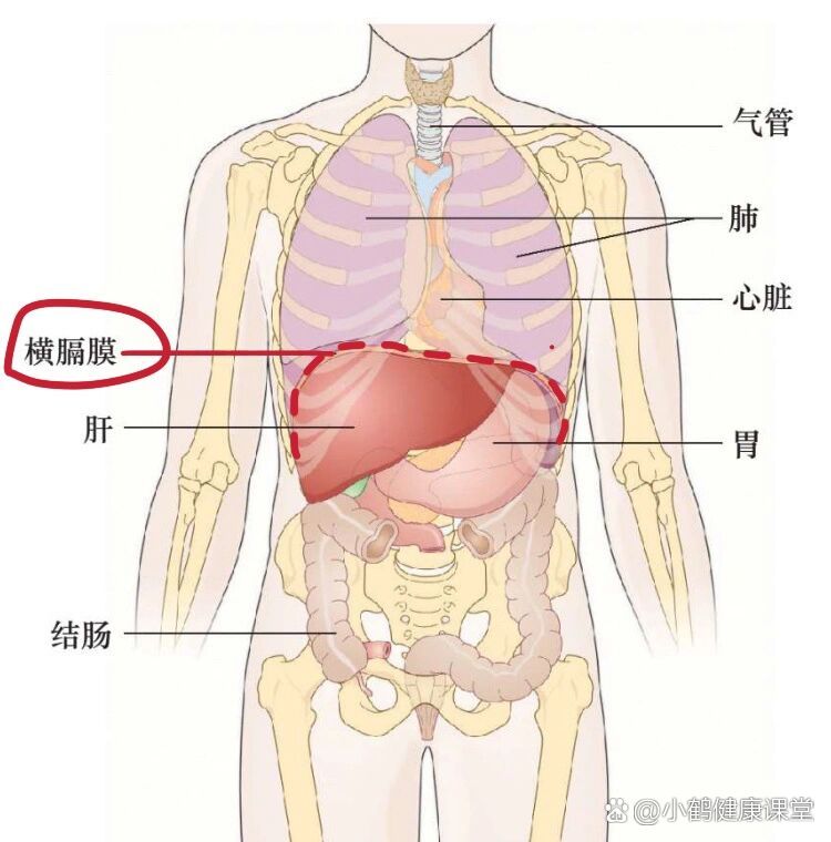 上腹突出