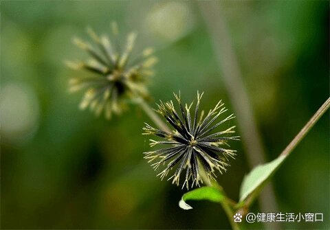 鬼针草又名鬼圪针,婆婆针,粘身草,小鬼针等,性平,味苦,无毒,具有清热