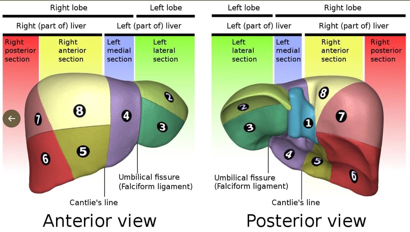 肝脏的五叶八段图片
