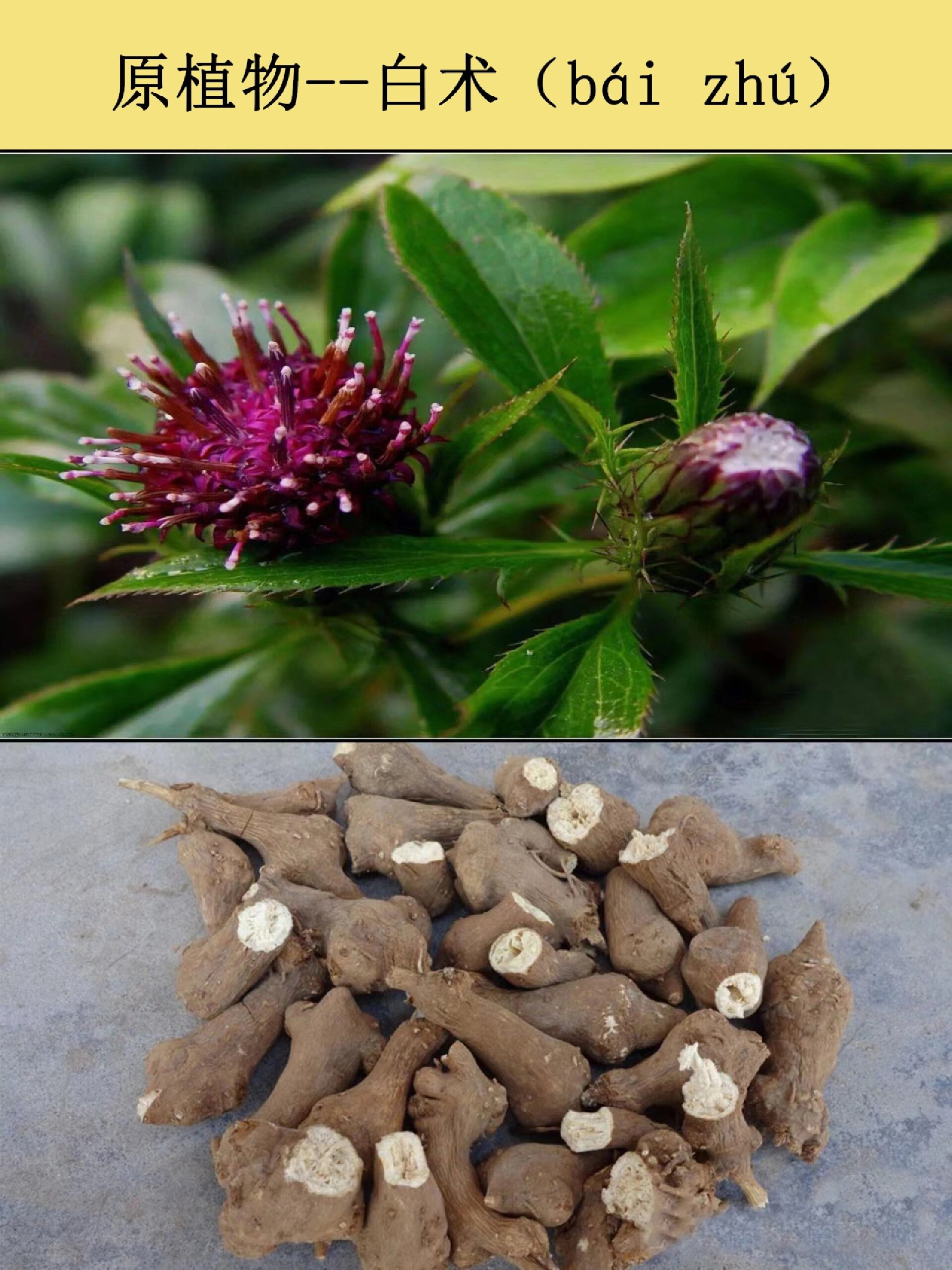 每天认识一味药:白术