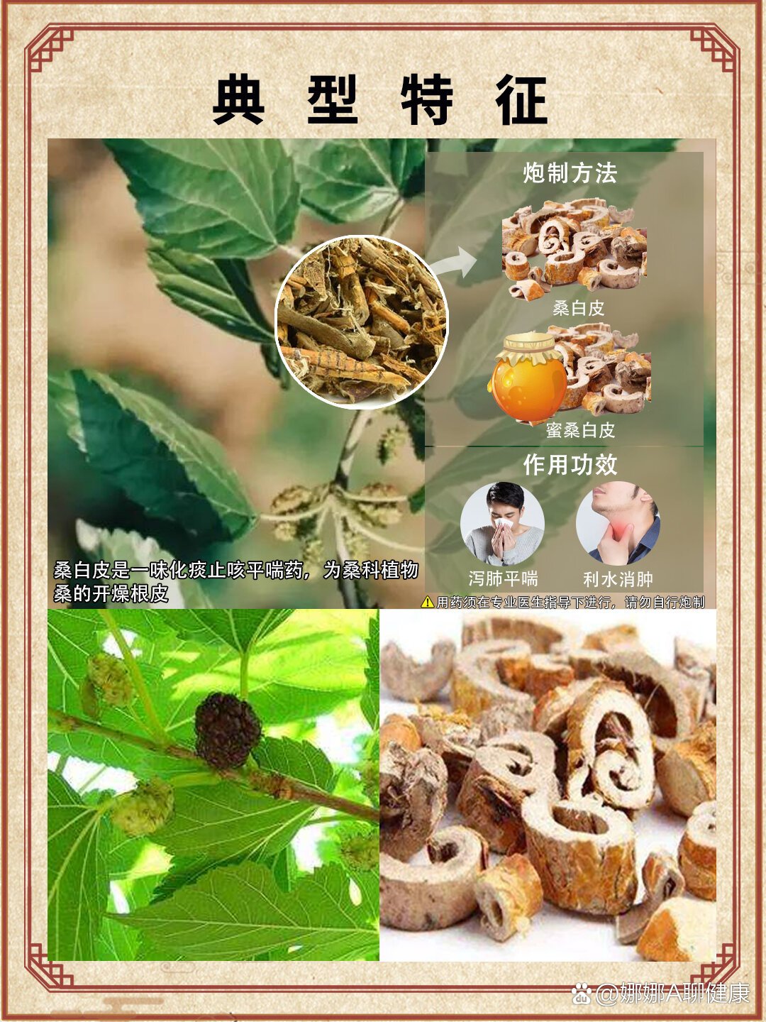 桑白皮手绘图片